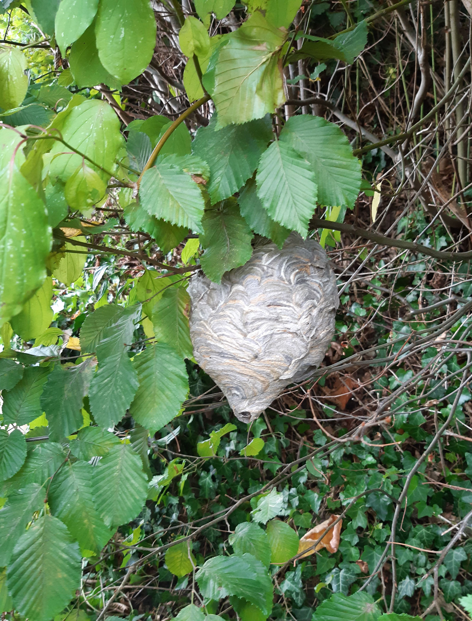 Nest einer Mittleren Wespe, Fundort: Gernsbach