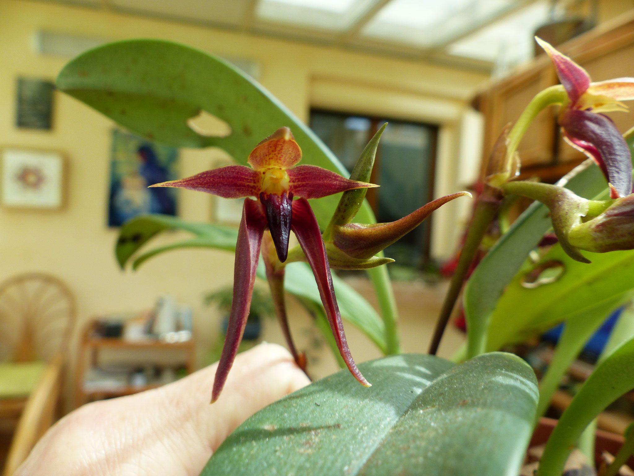 Bulbophyllum echinolabium