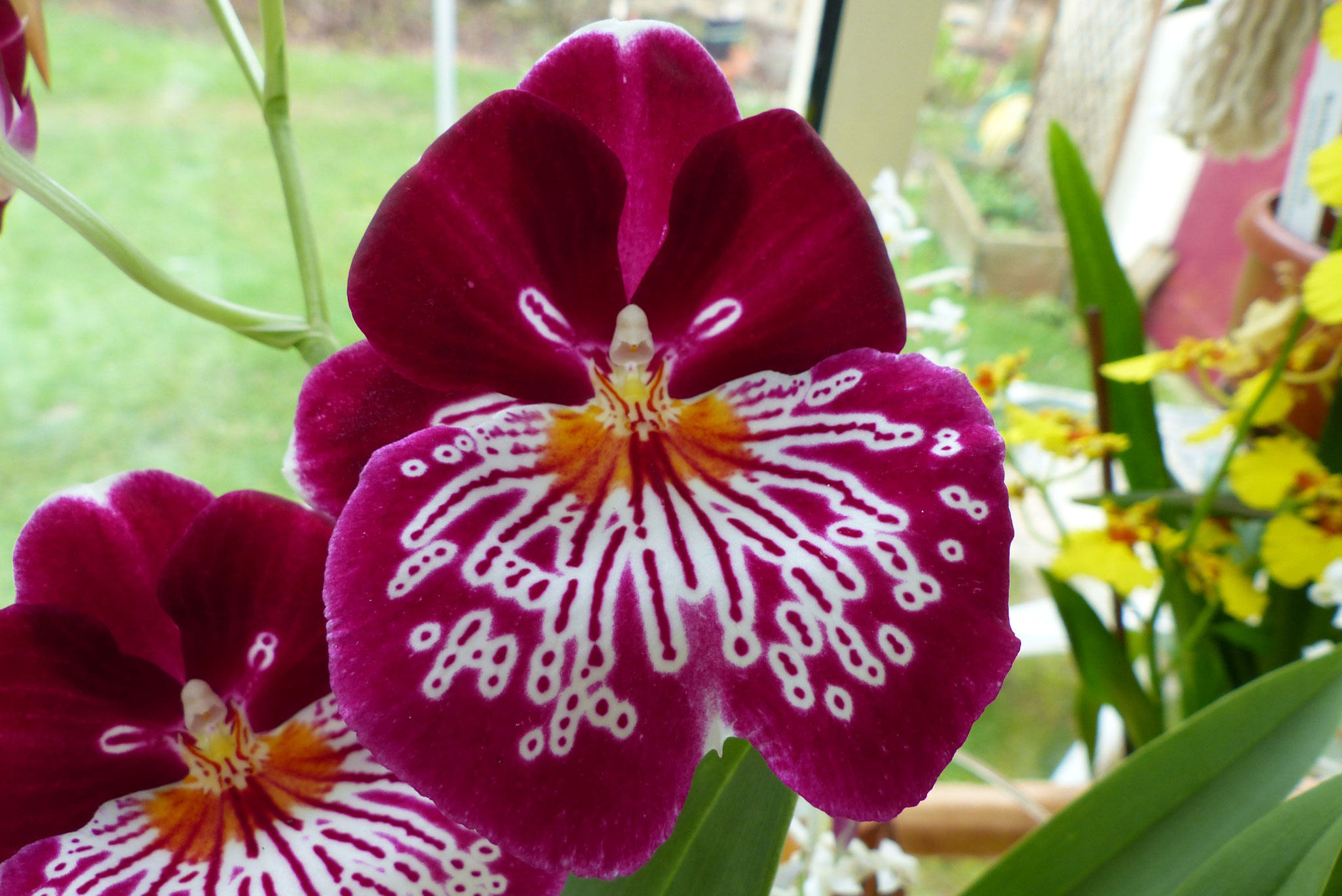 Miltonia