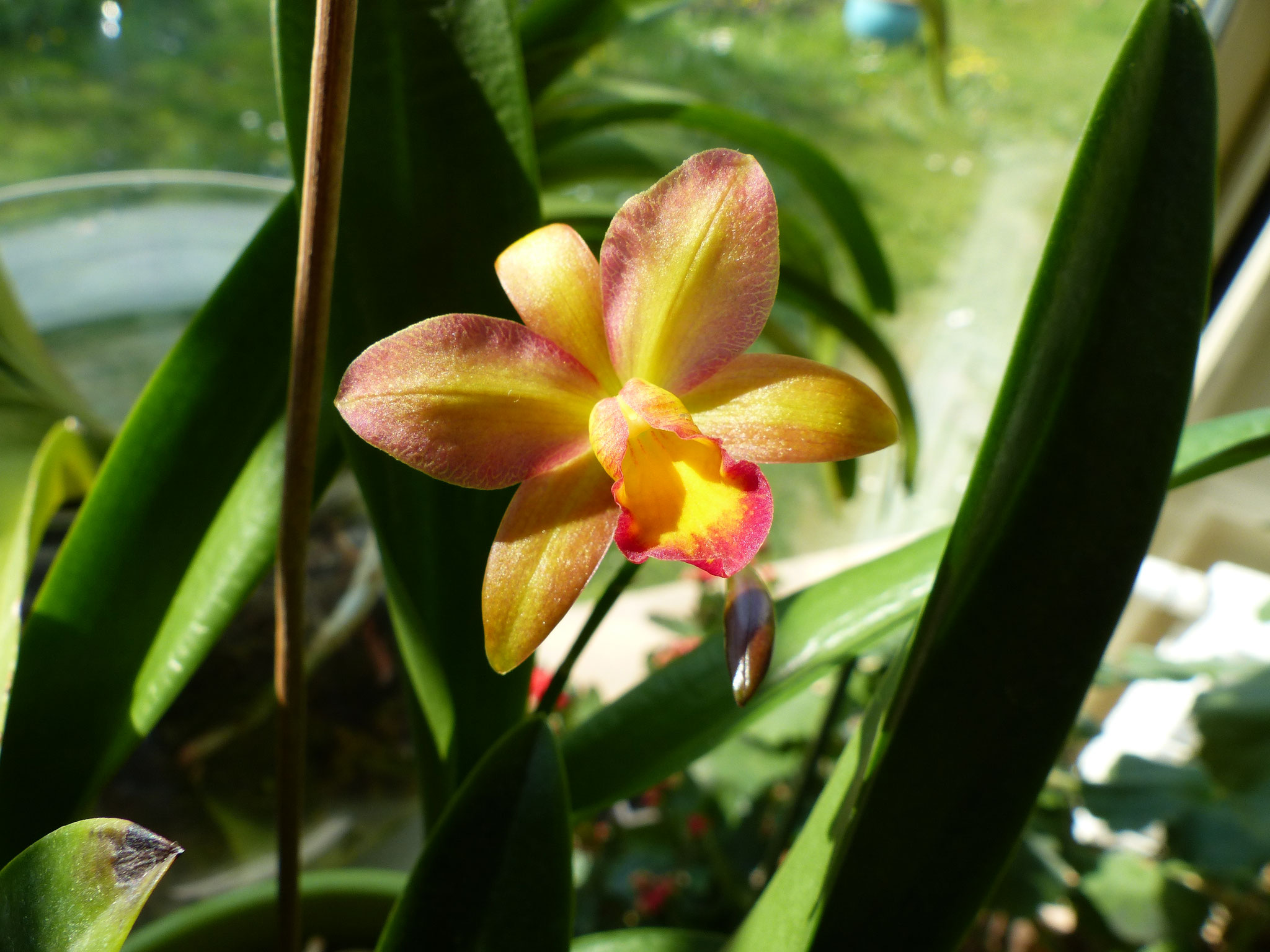 Cattleya orange