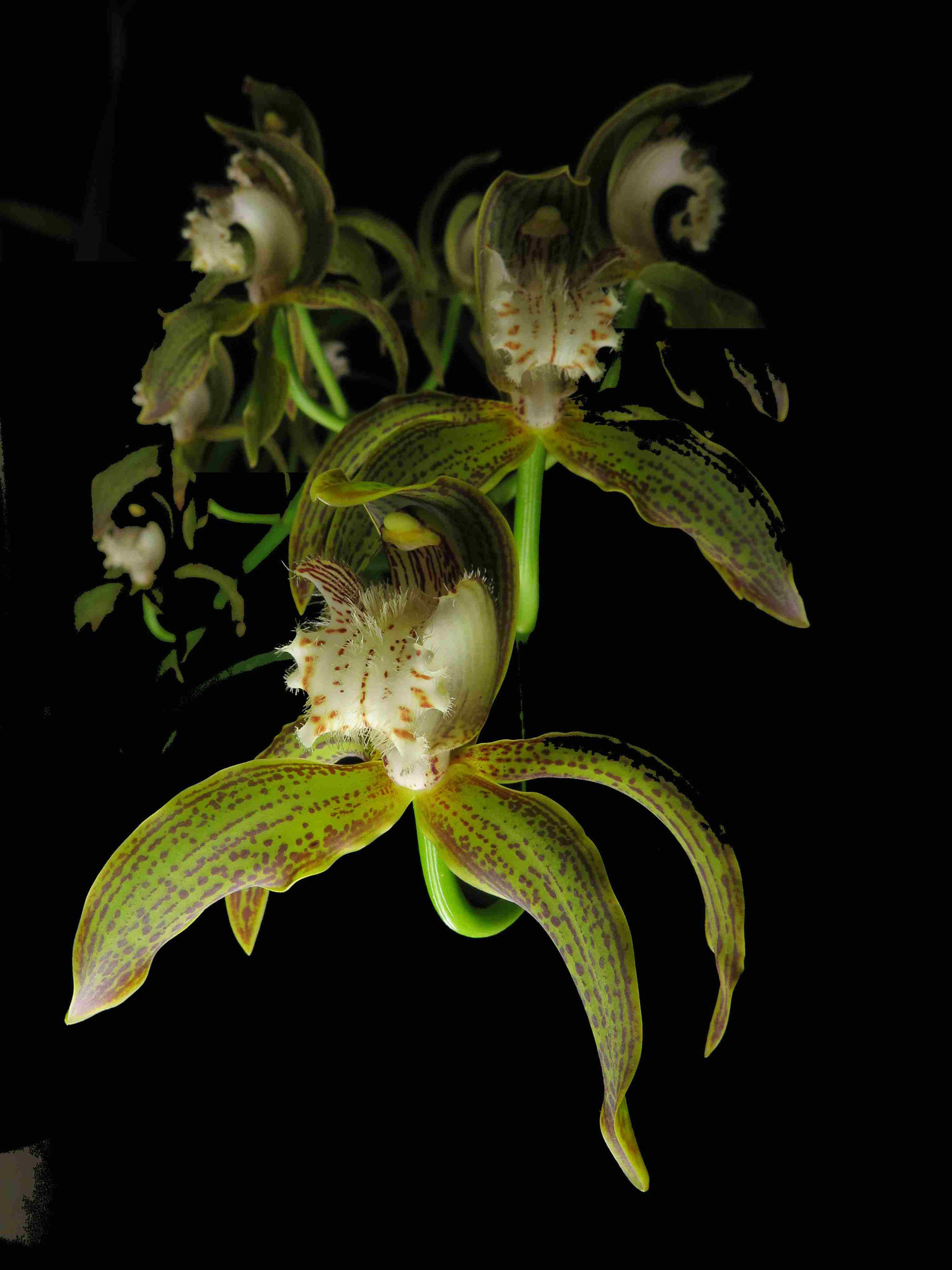 Cymbidium tracyanum