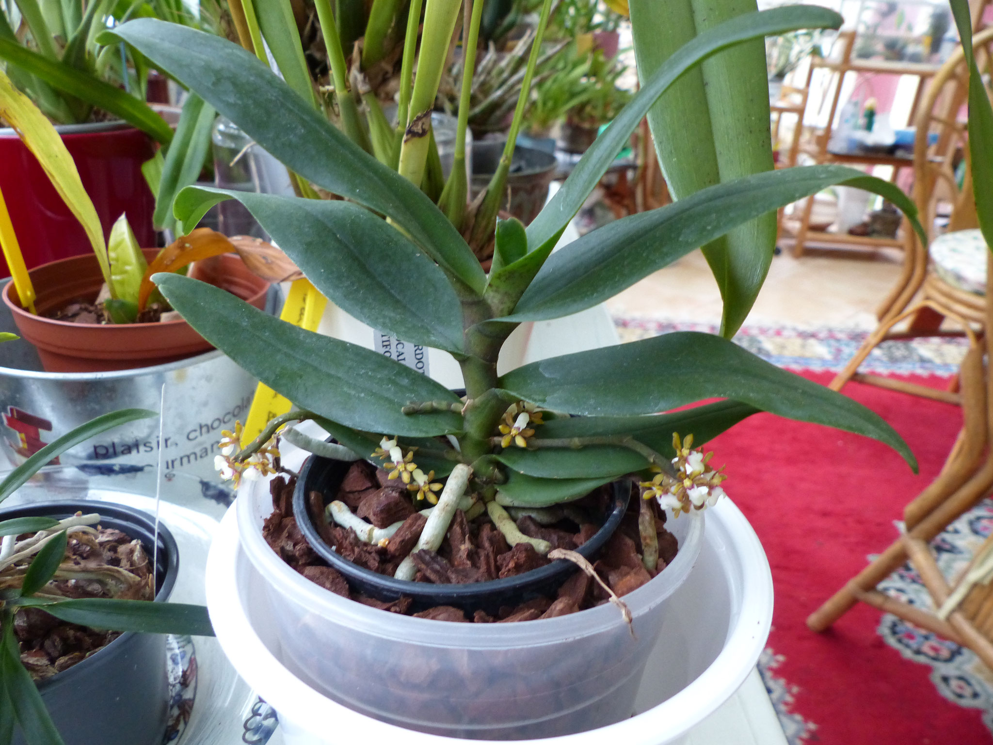 Pomatocalpa angustifolia (mini orchidée)
