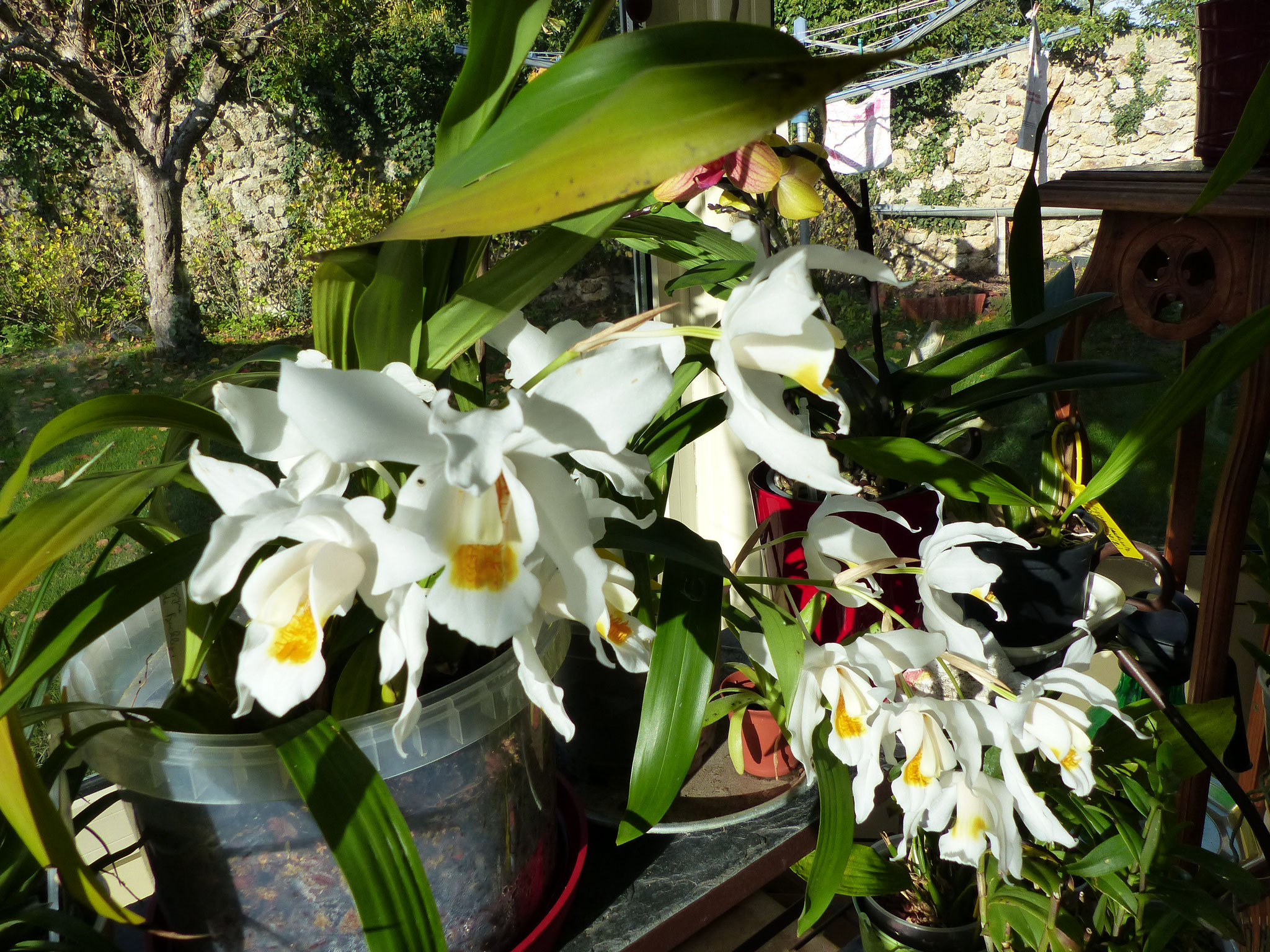 Coelogyne Linda Buckley