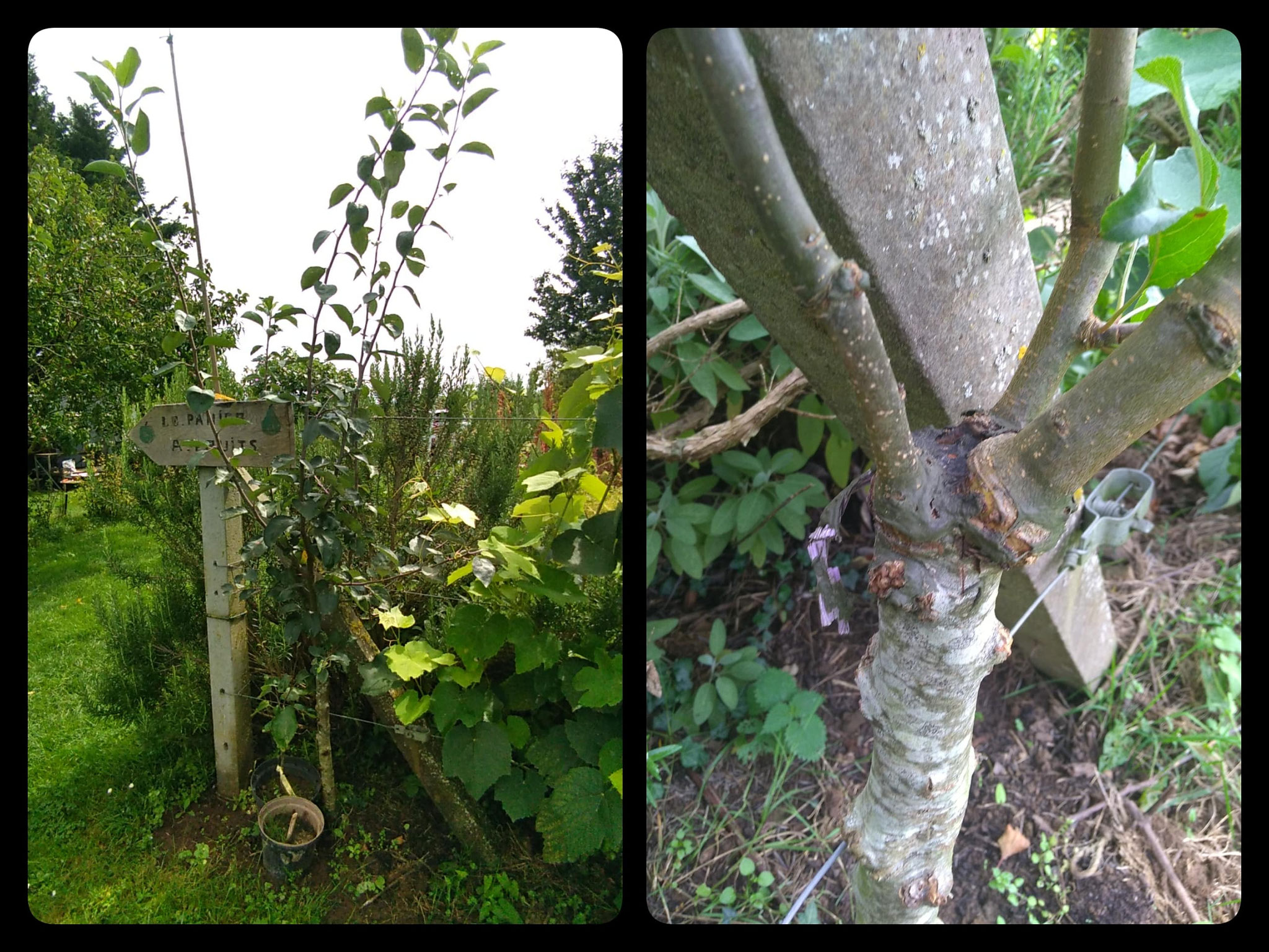2023 08 24, au verger de Maltot, arbre gréffé toujours sur place