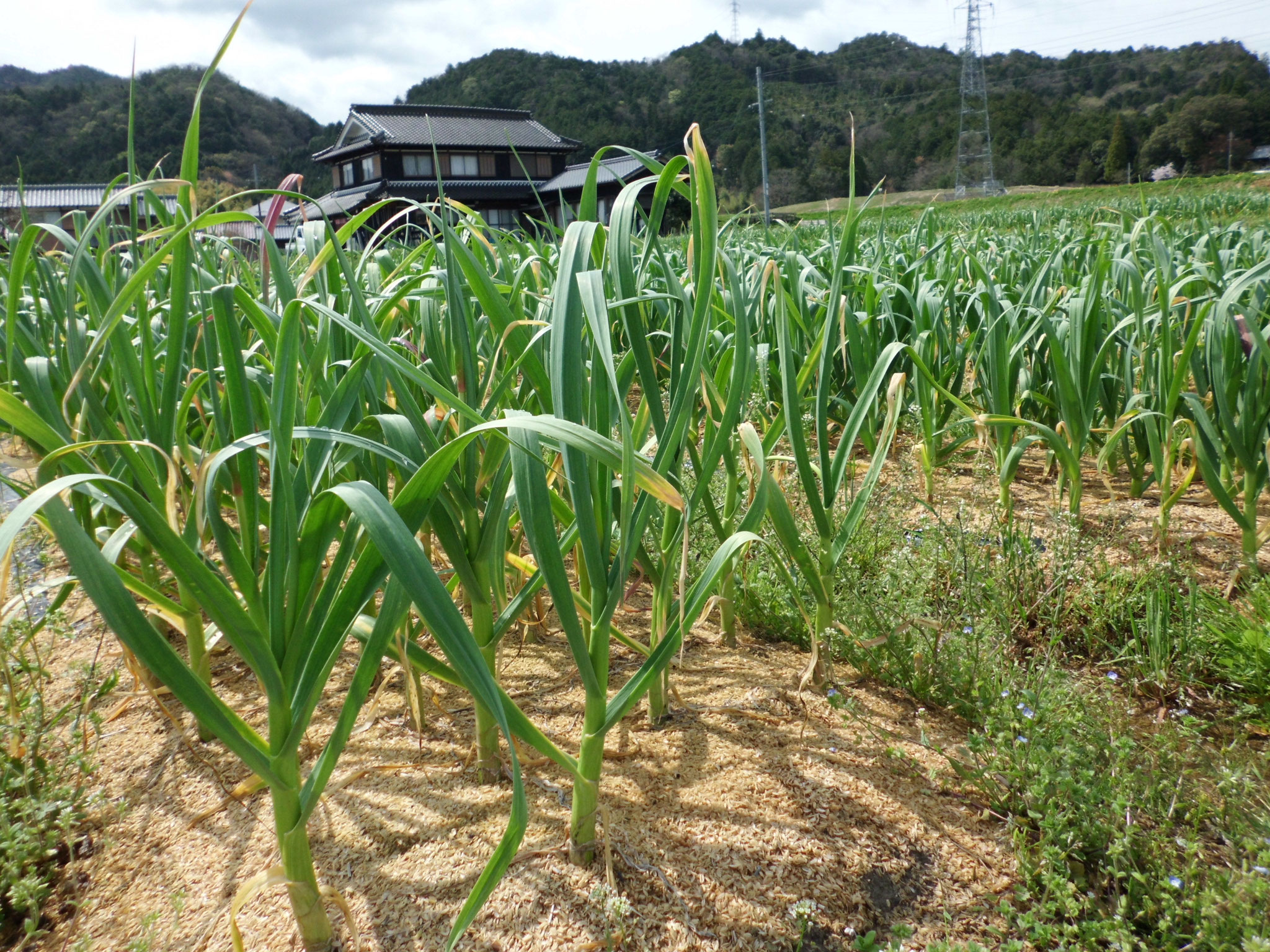 七代目 藤岡農場のにんにく 熟成黒にんにく 黒葫玉 こっこおう