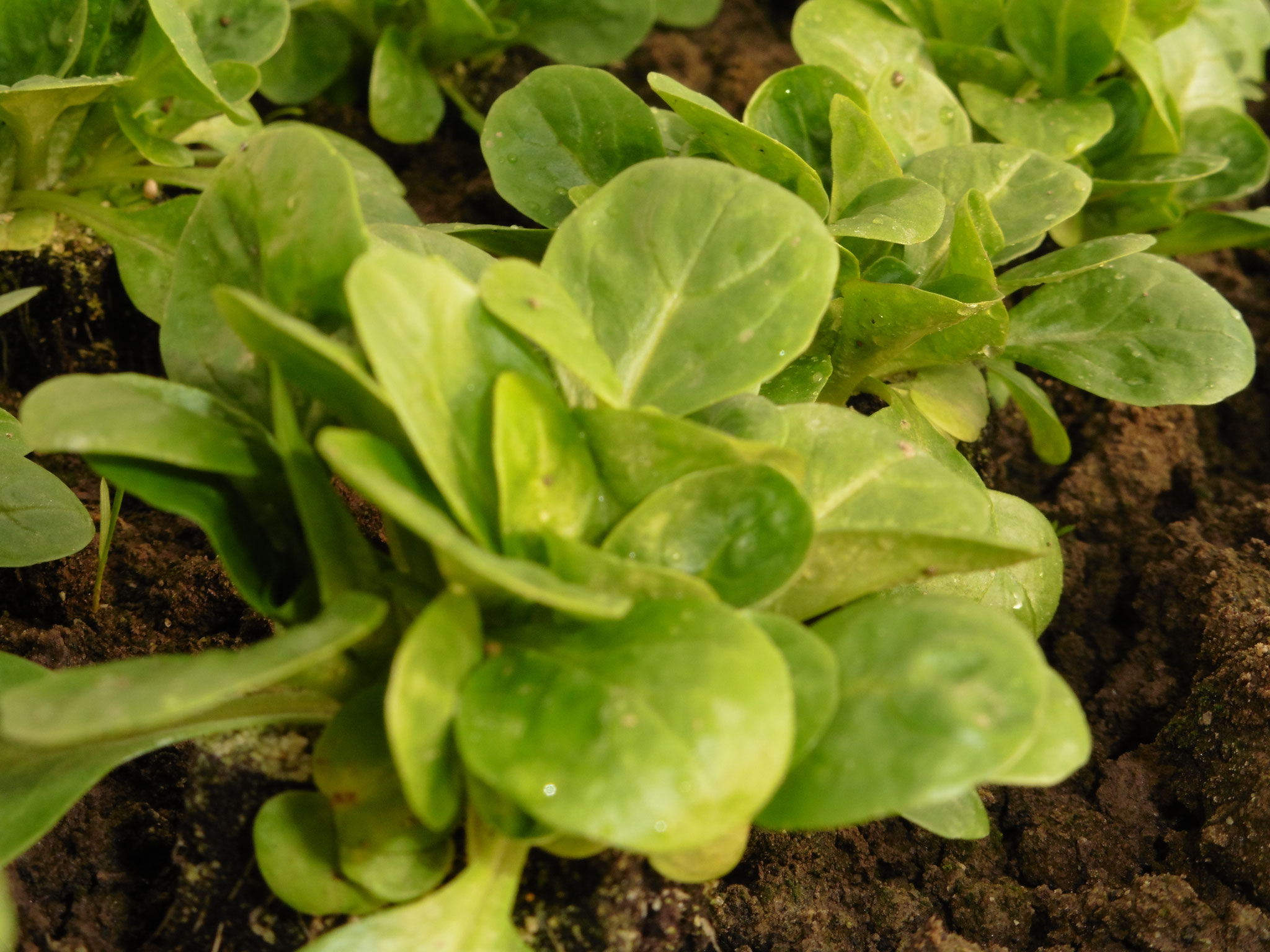 Vogerlsalat