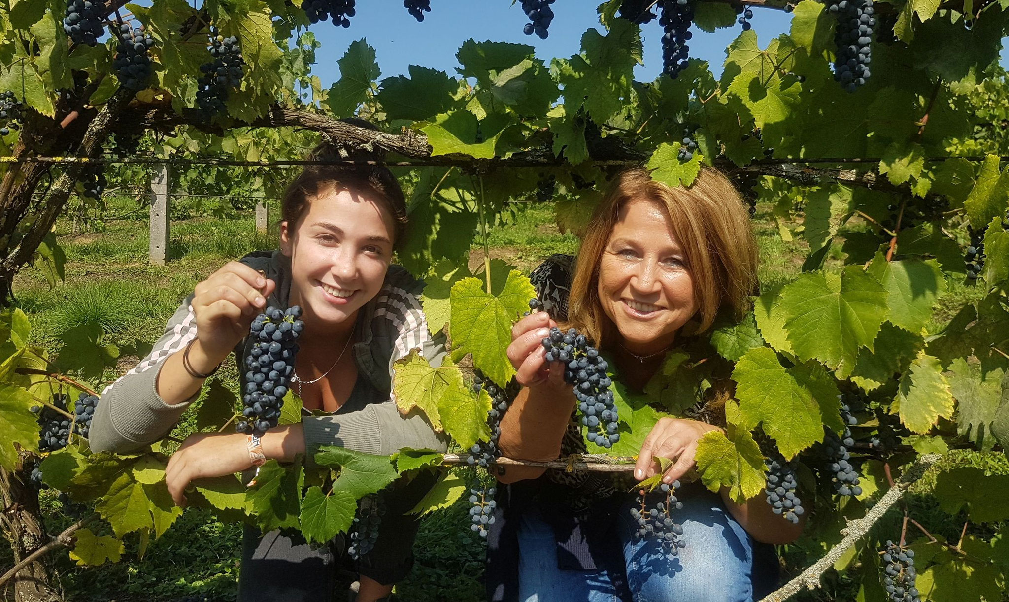 Fleißige Wein-Leserinnen