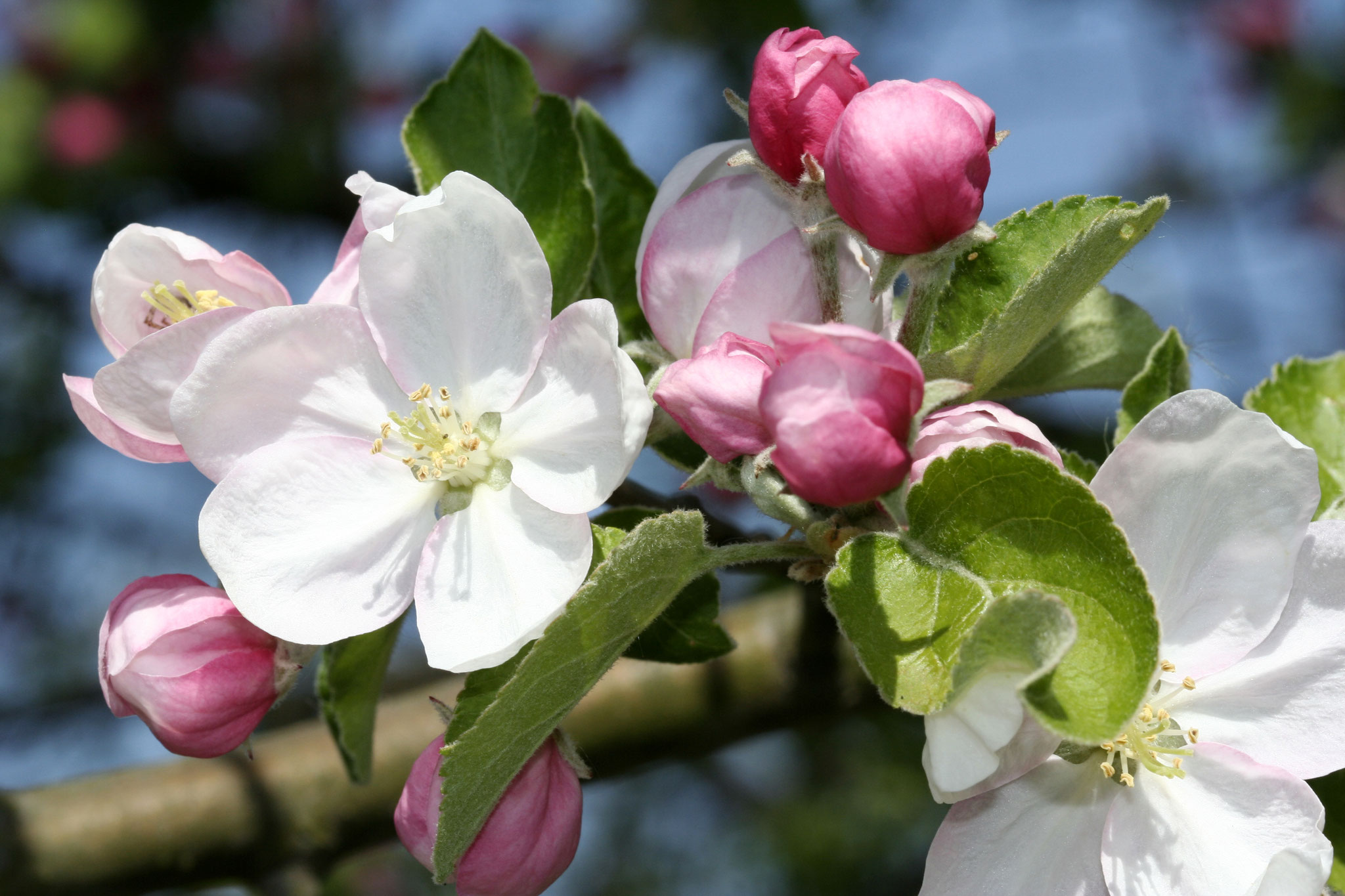 Apfelblüte. Foto: NABU/Helge May