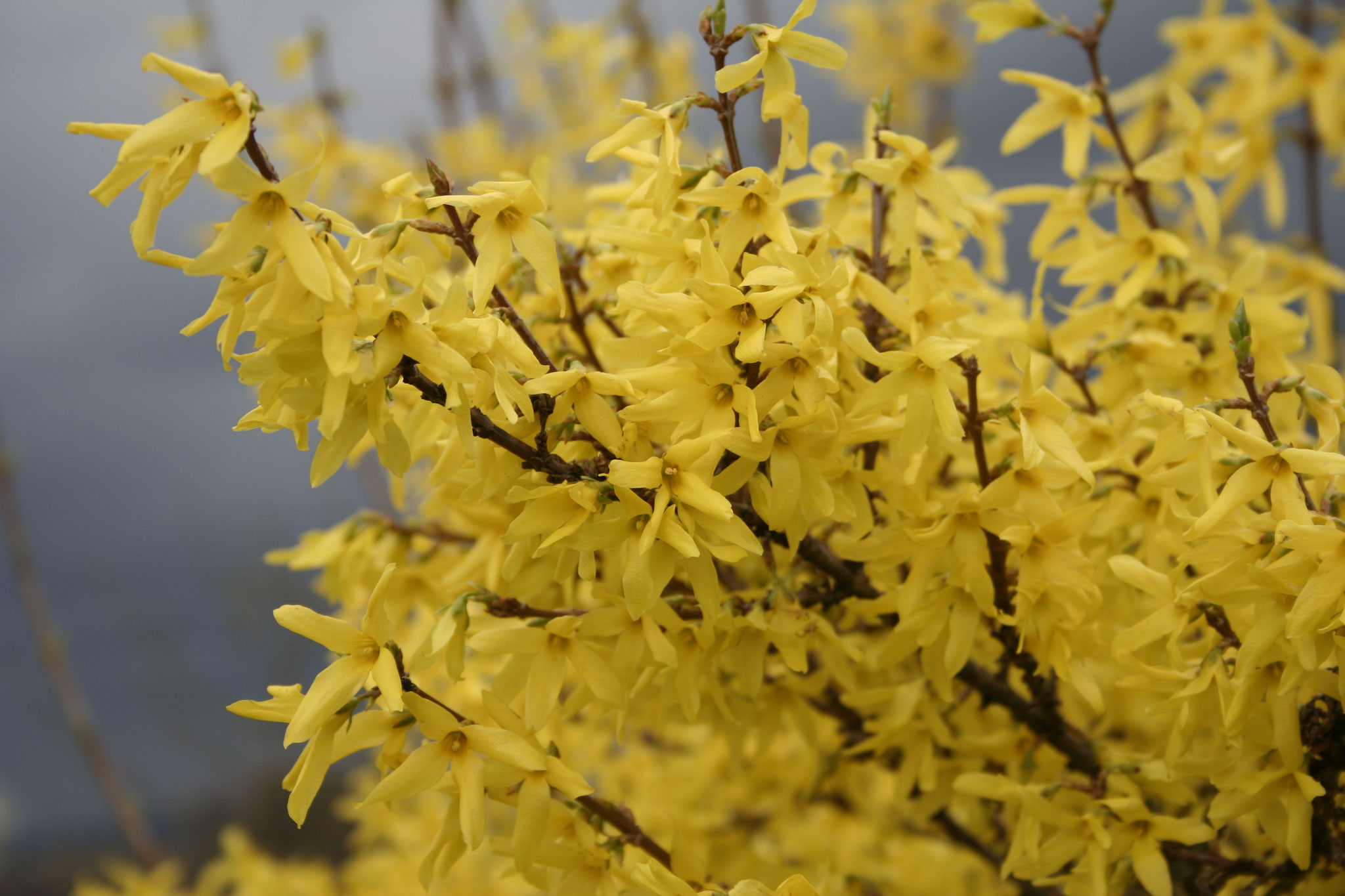 Forsythie. Foto: NABU/Helge May