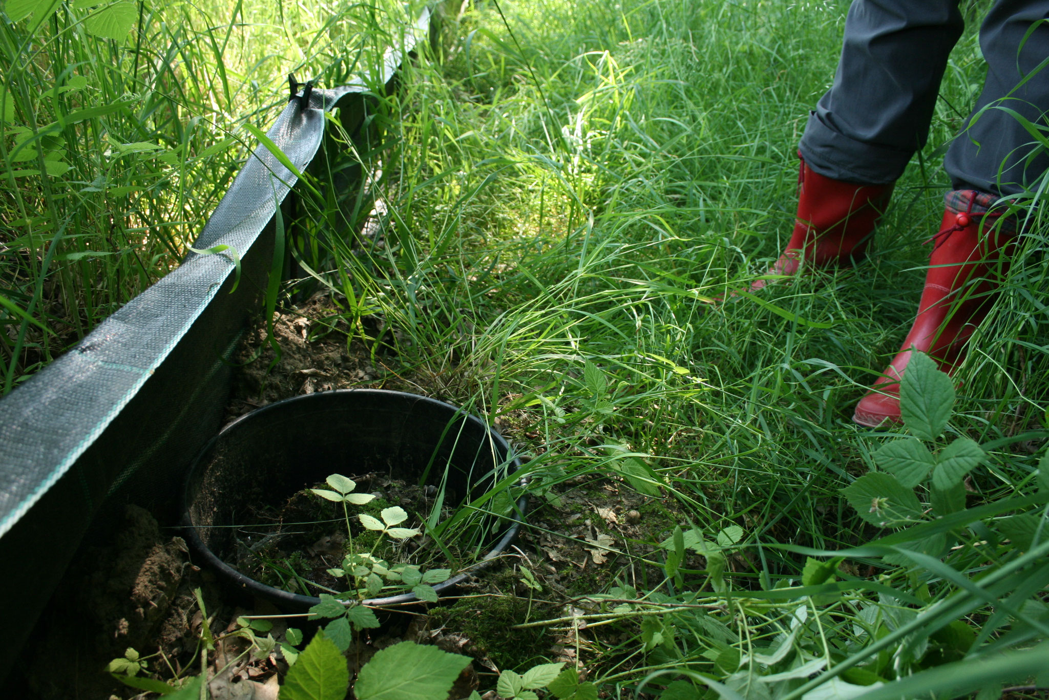 Krötenzaun mit Eimer. Foto: NABU/E. Neuling