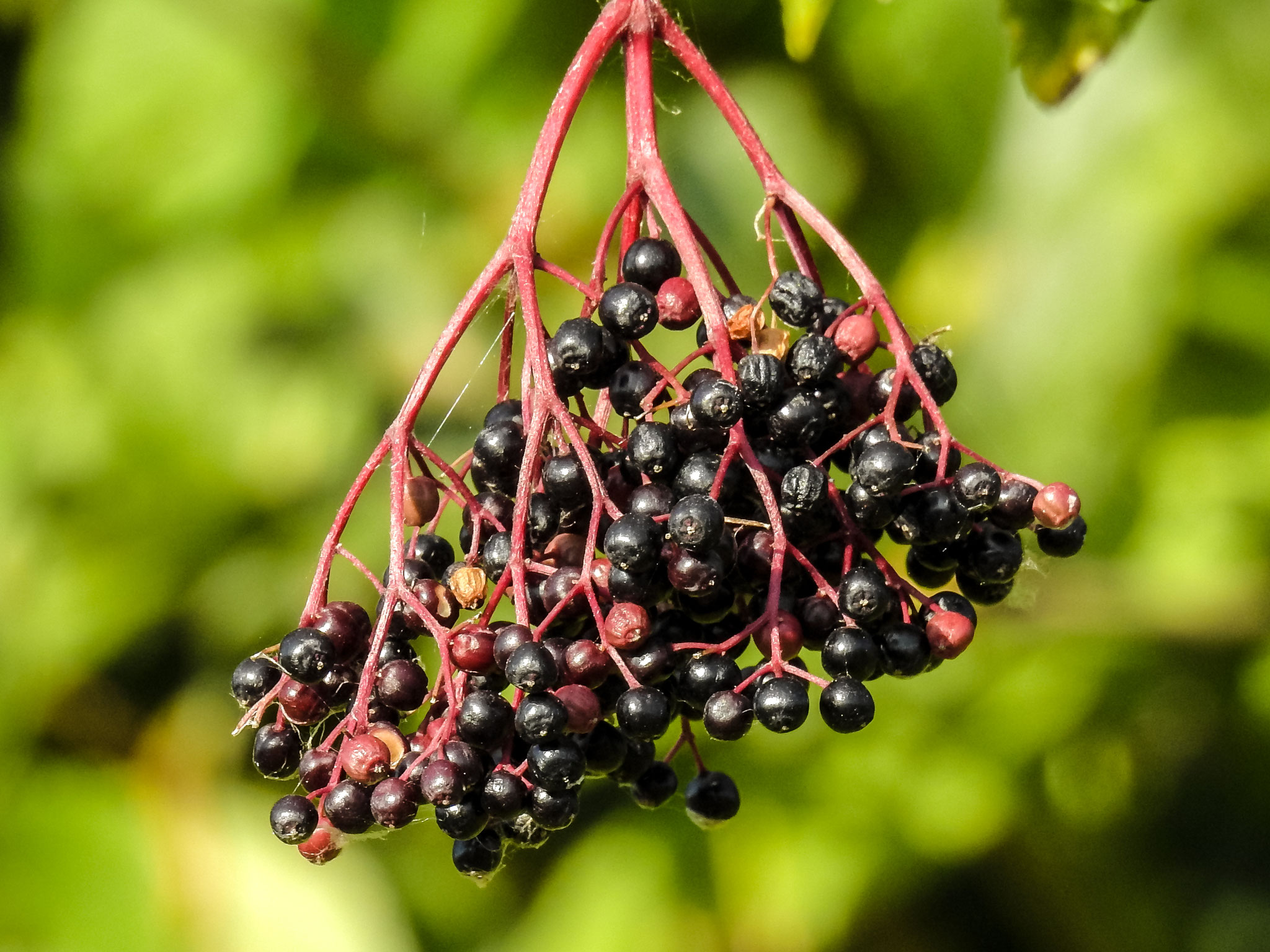 Reife Holunderbeeren. Foto: NABU Rinteln/Kathy Büscher