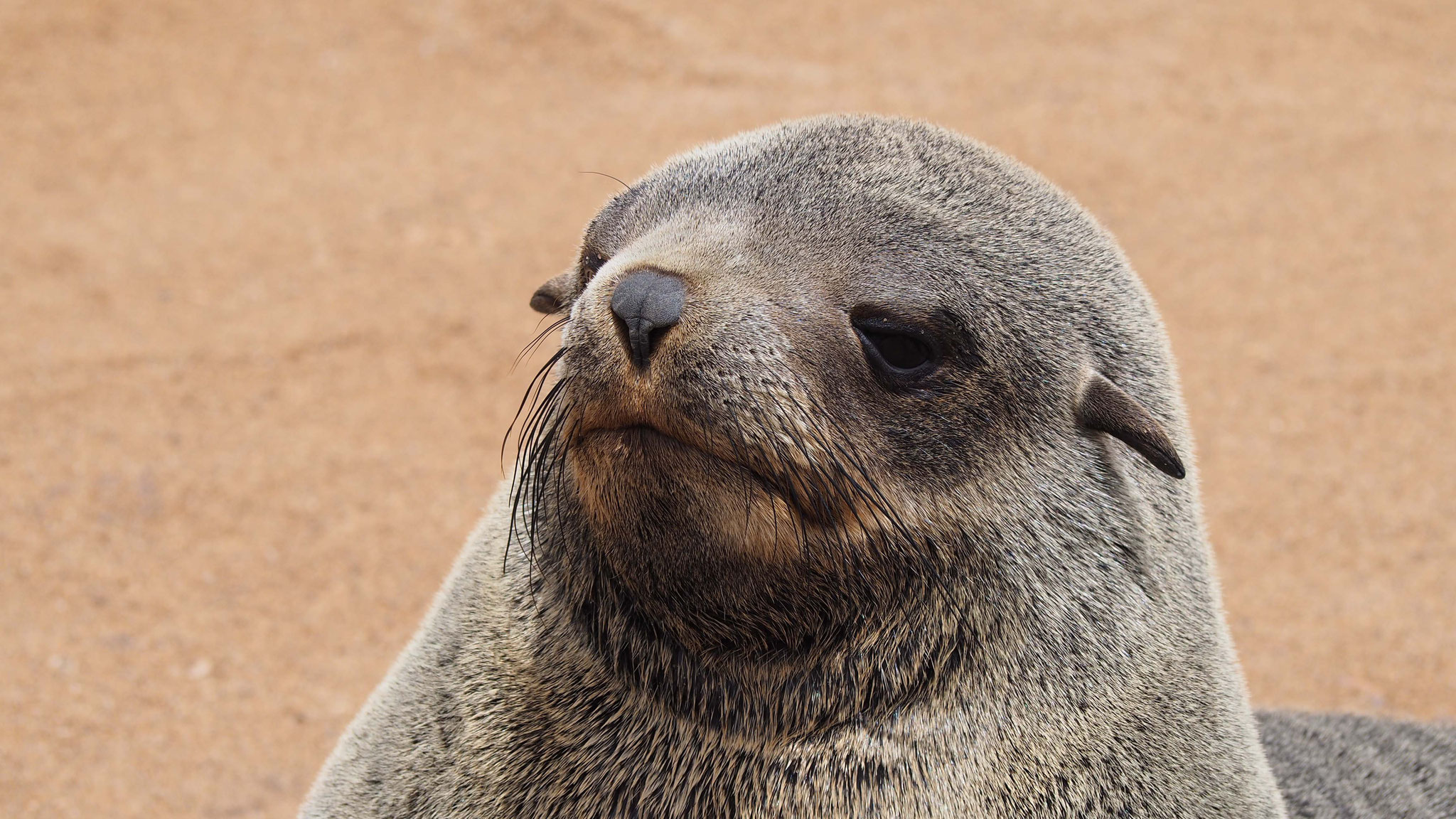 Cape Cross - Namibie