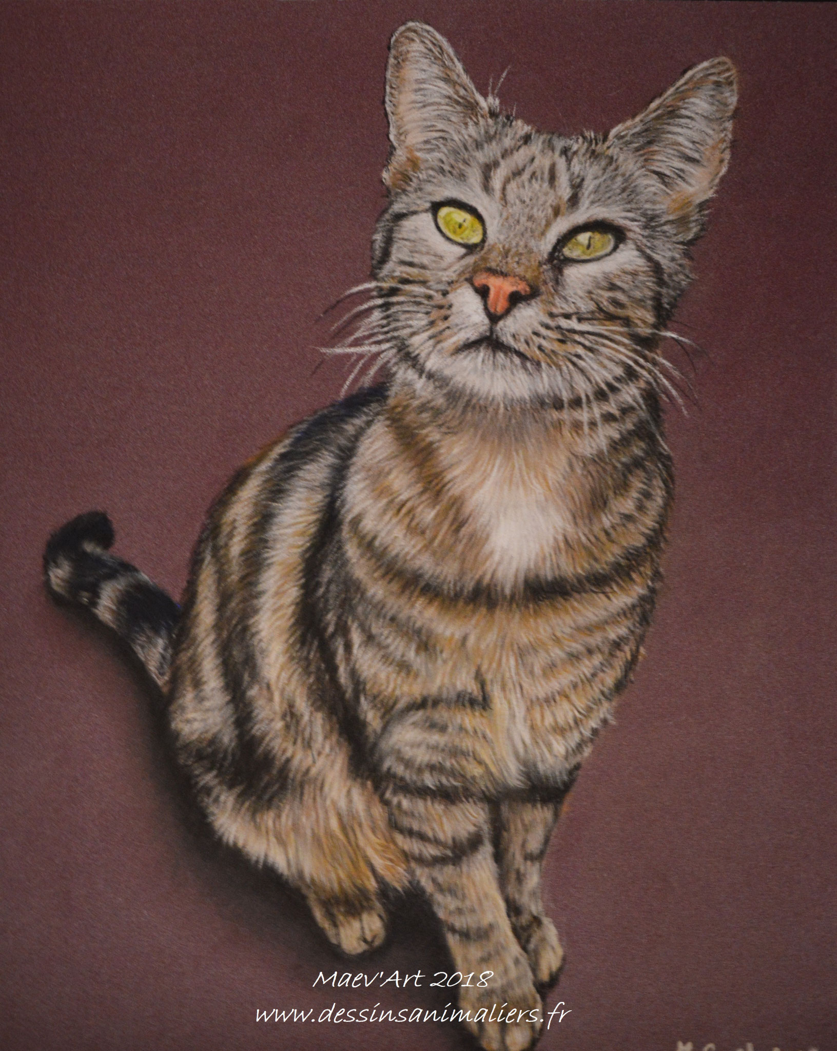 Chat aux pastels secs