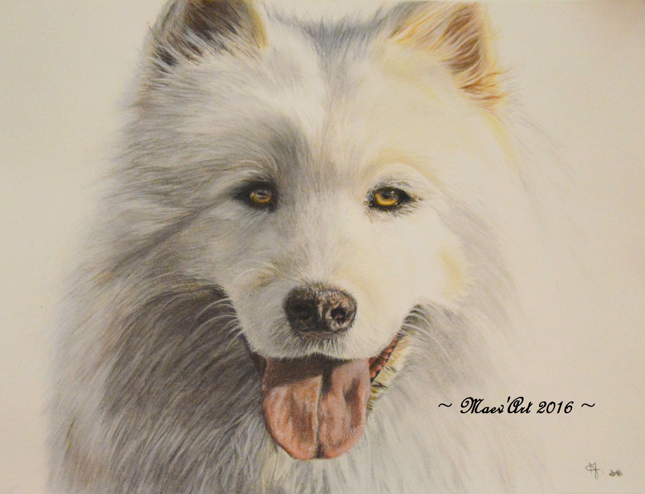 Portrait de Samoyède