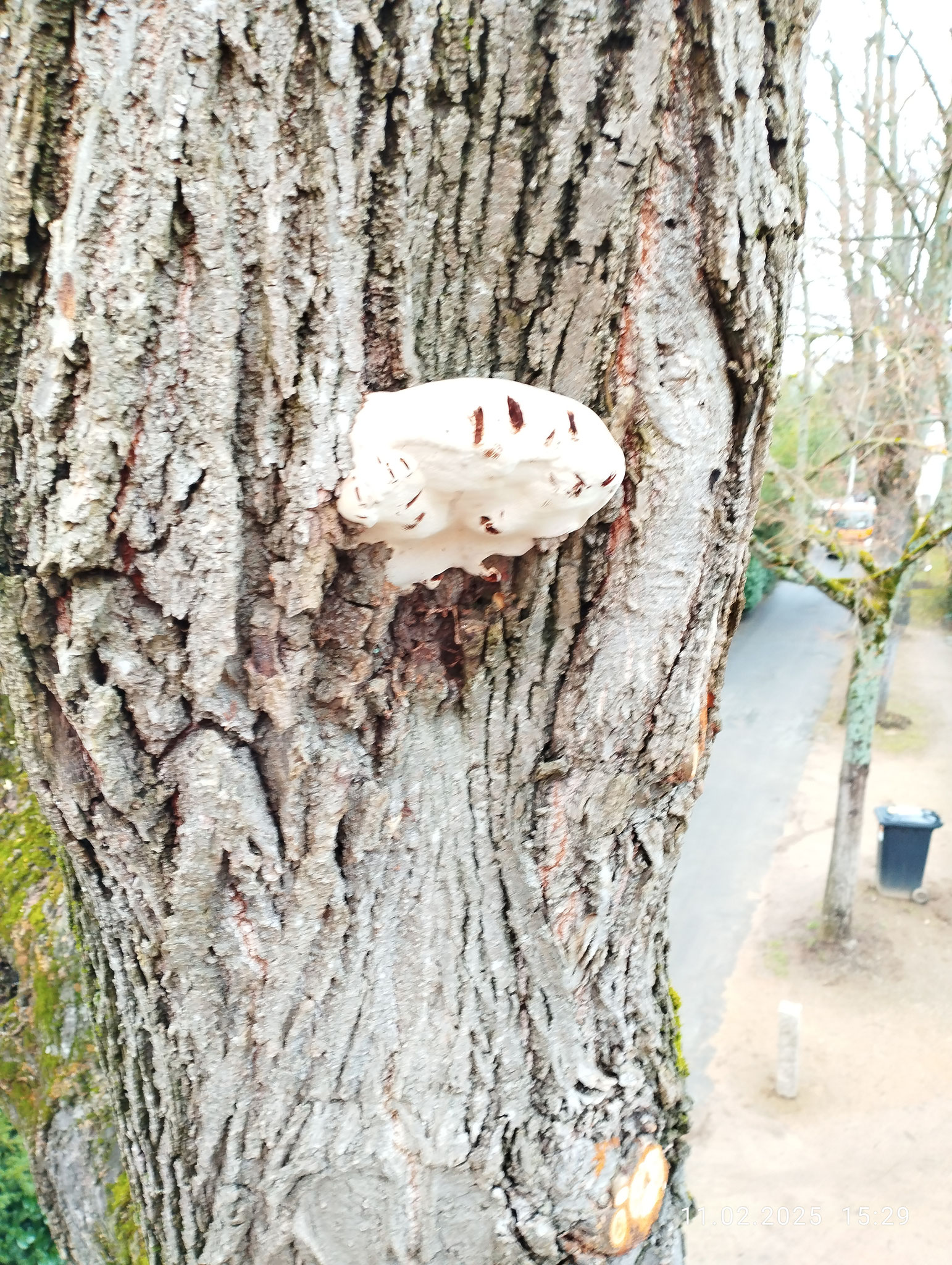 Gerichtlich bestätigte Baumansprache nach Visual Tree Assessment