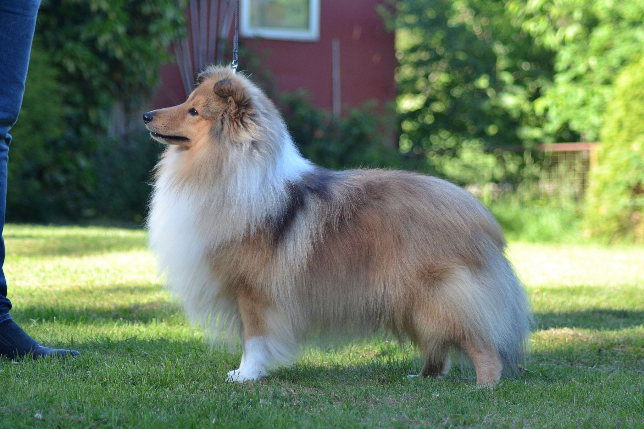 Lythwood shelties sales