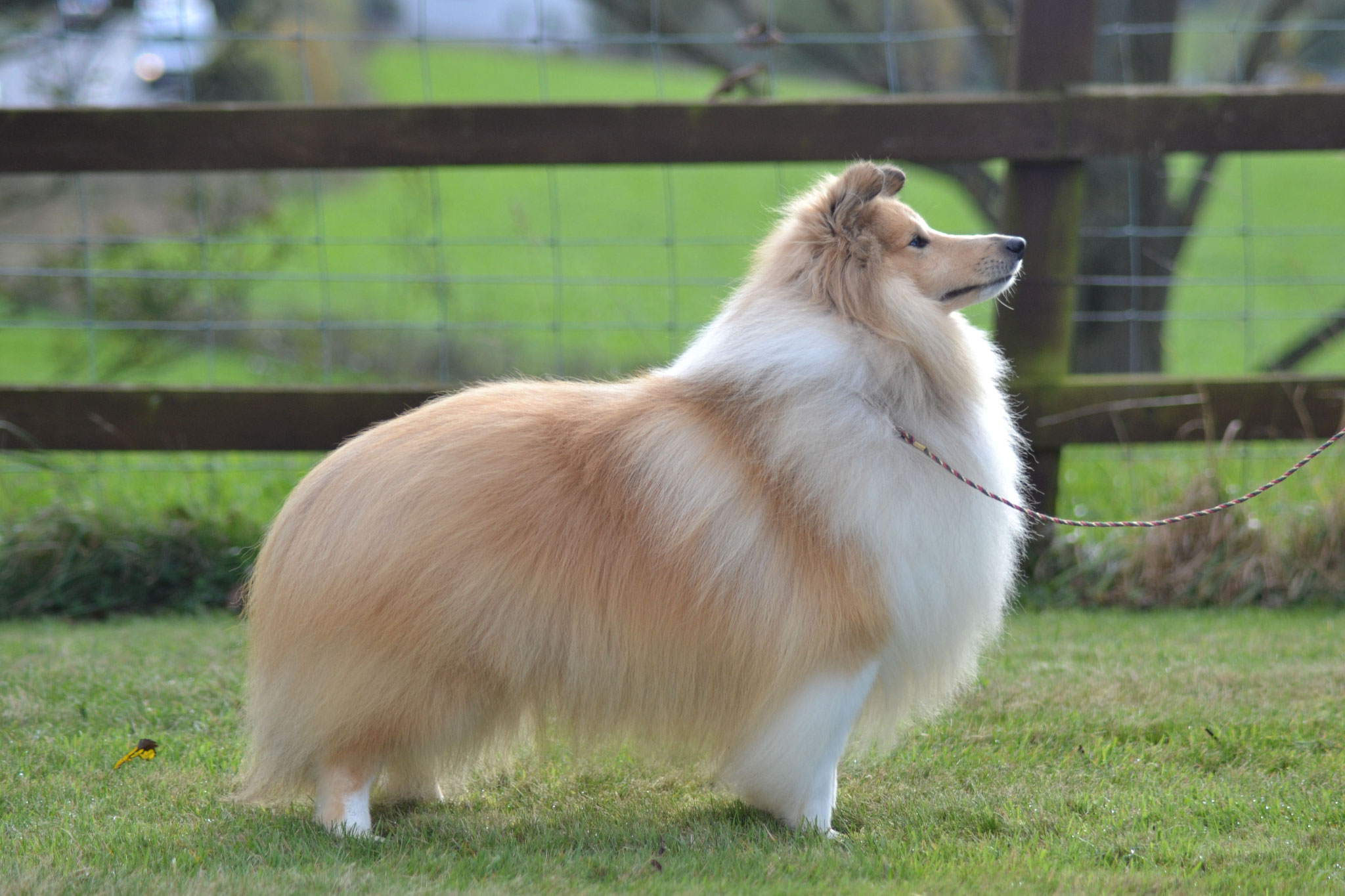 Lythwood shelties hotsell