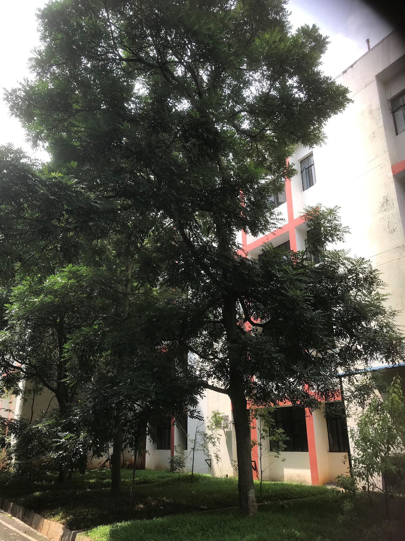 Simarouba Glauca (Lakshmi Taru), IWST Malleshwaram