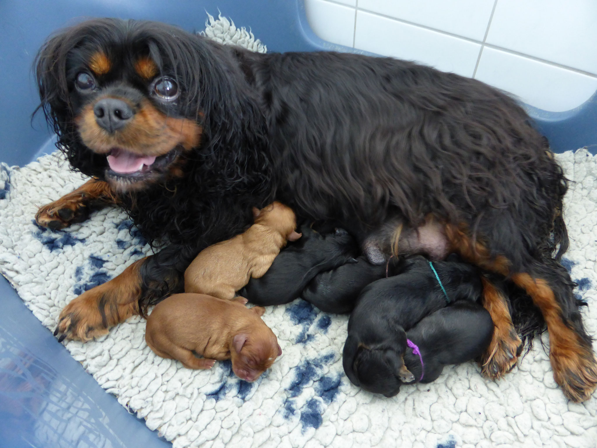 Mama Ginny und ihre Welpen