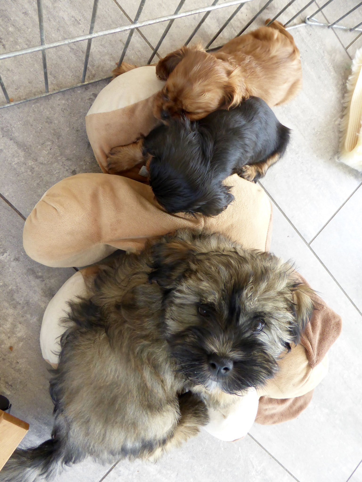 Urko als Babysitter!
