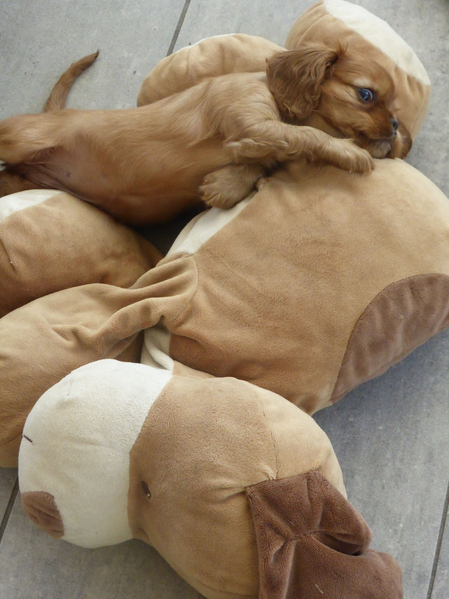 Hund auf Hund!!!