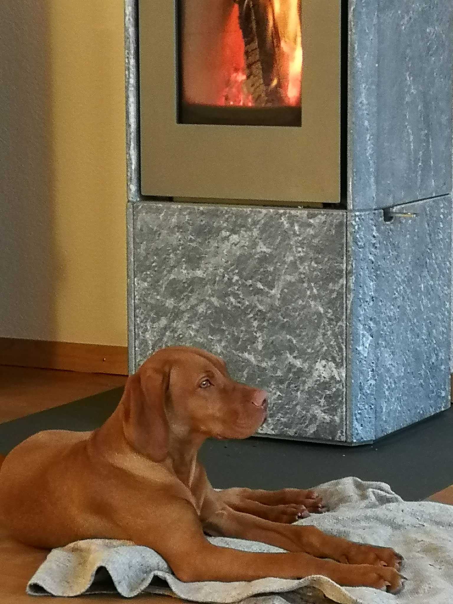 18 Wochen, zuhause, nach dem ersten Schneespaziergang