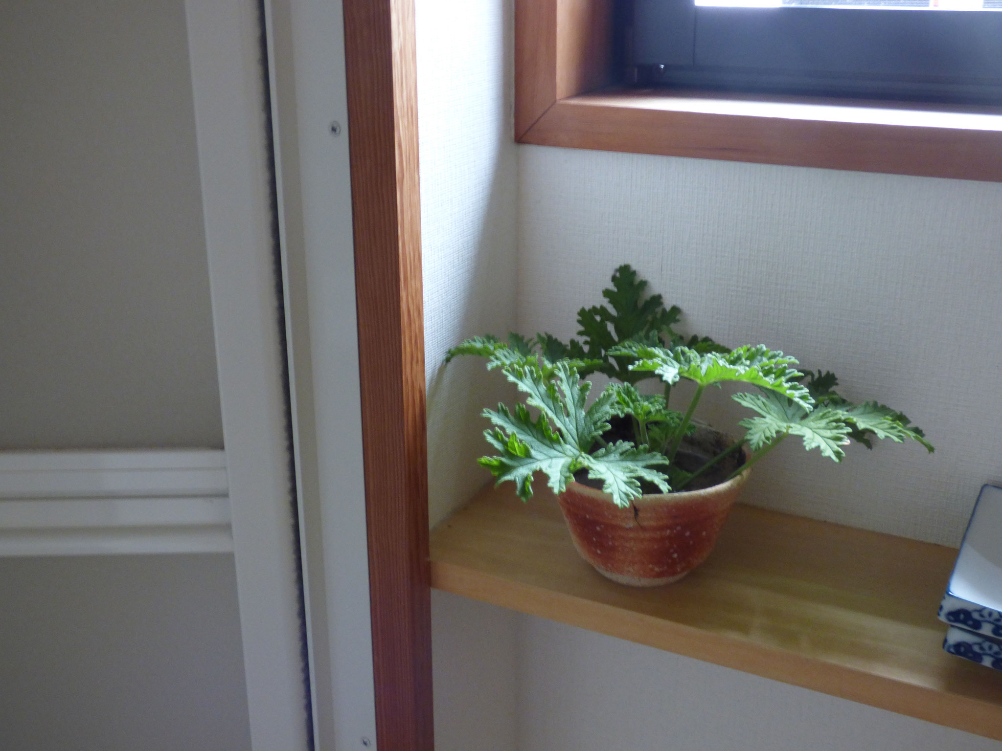 The geranium deodorizes shower room