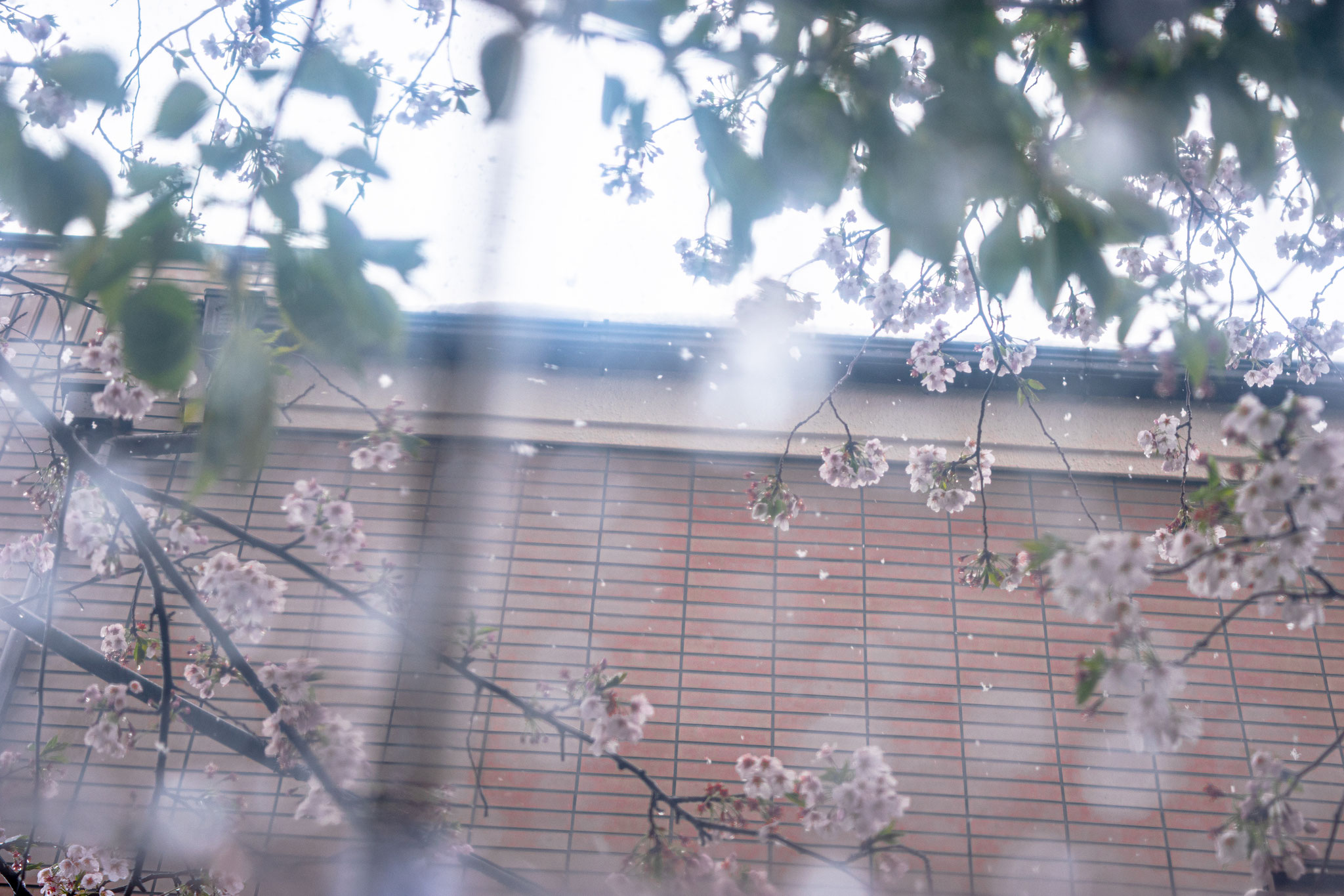 桜の季節に降る雪