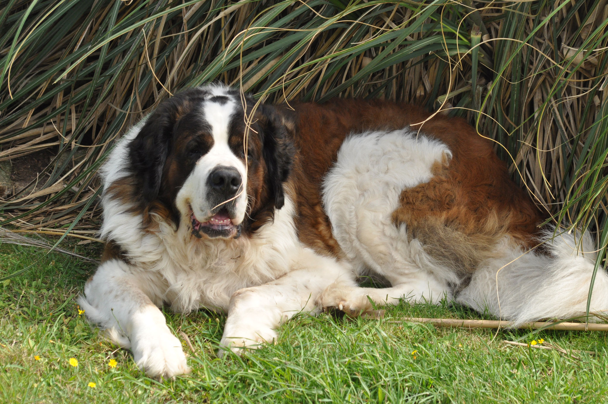 Sam im Garten