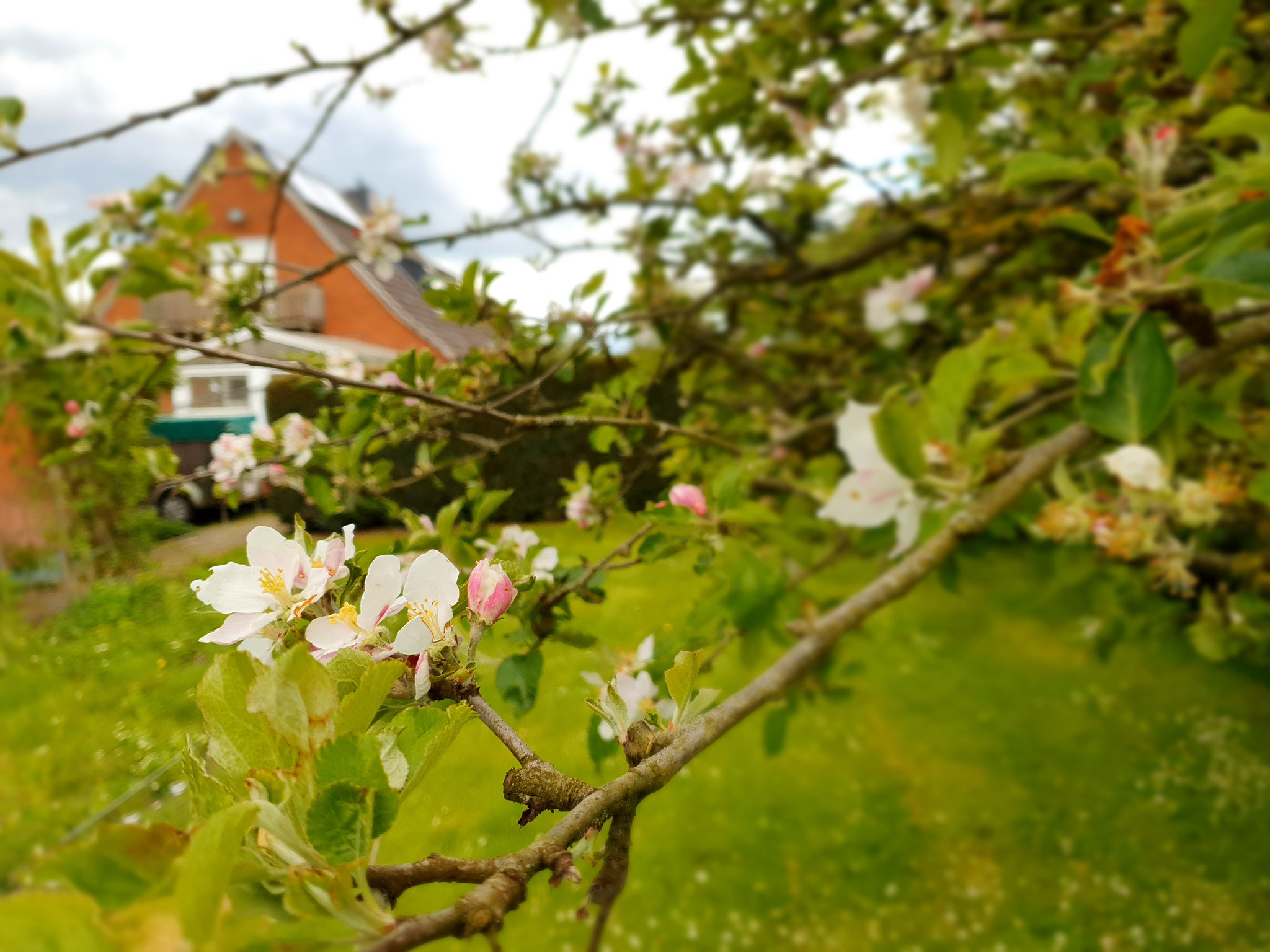 Blütezeit im Garten