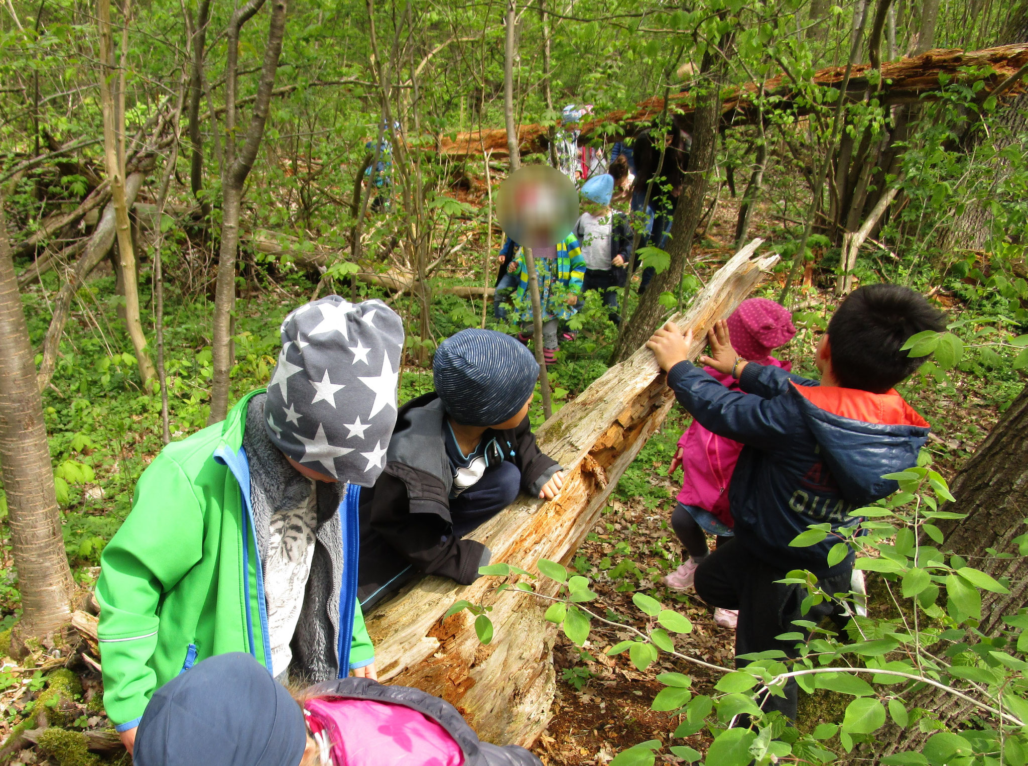 Ausflug in den Wald