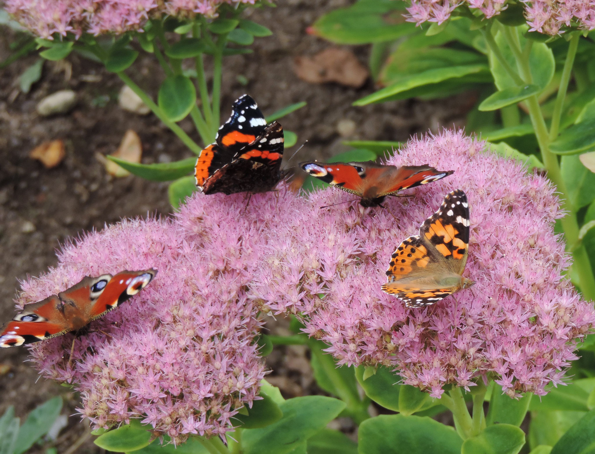 Belle dame, paons du jour, vulcain