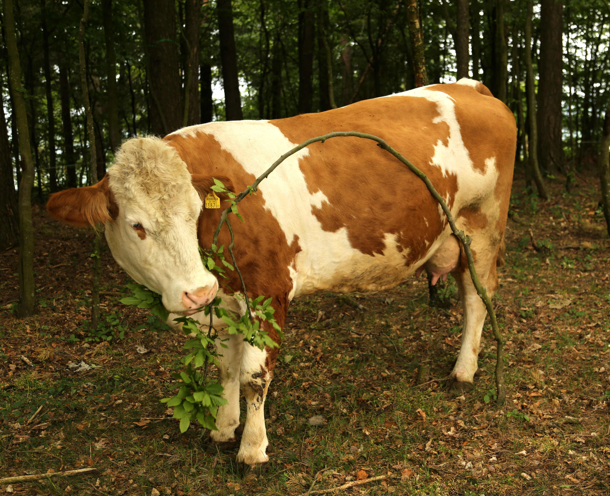 Blumi bei der "Waldpflege"