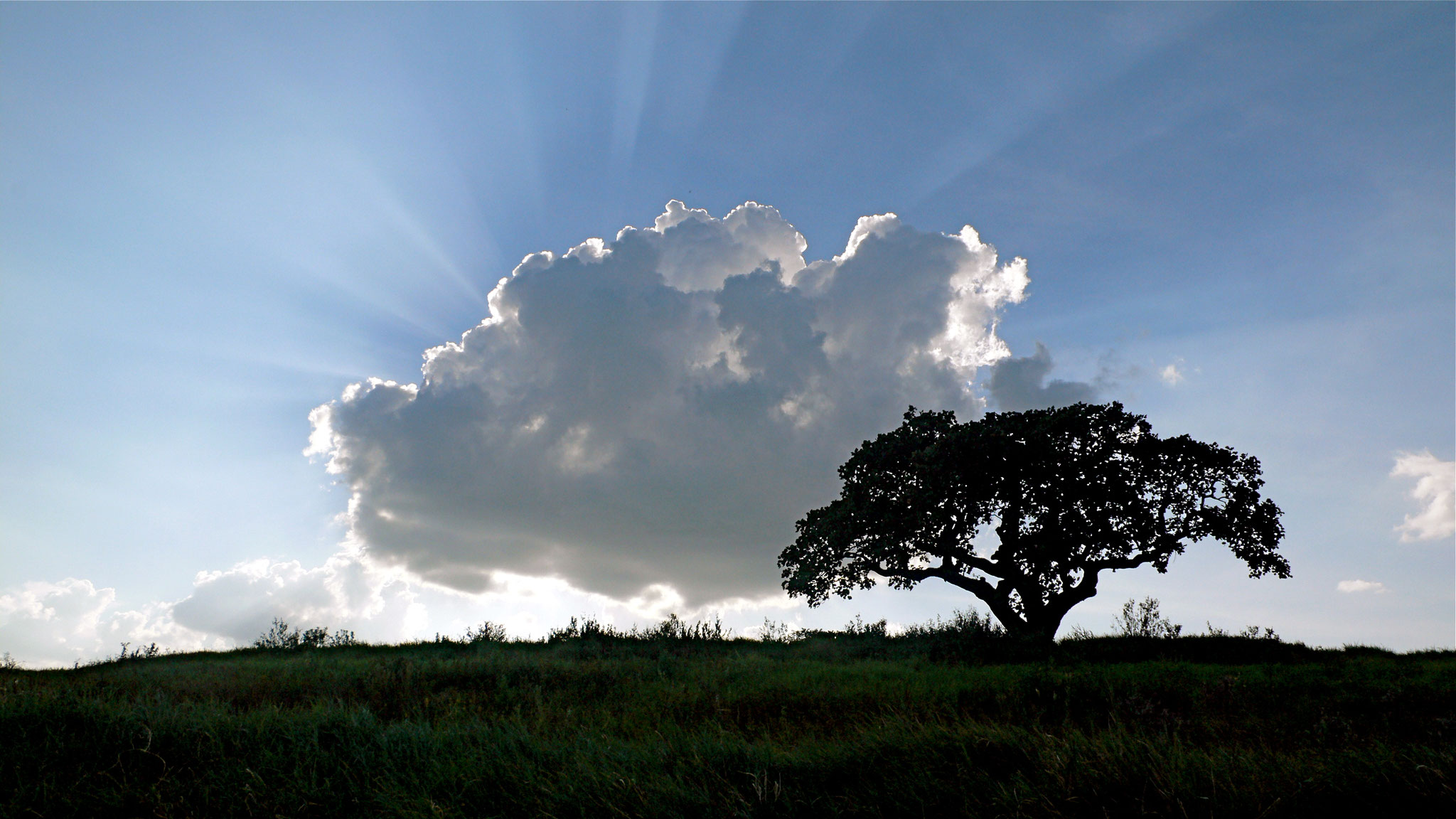 ∞ LIFETREE THERAPY ∞ Holistic Health Care