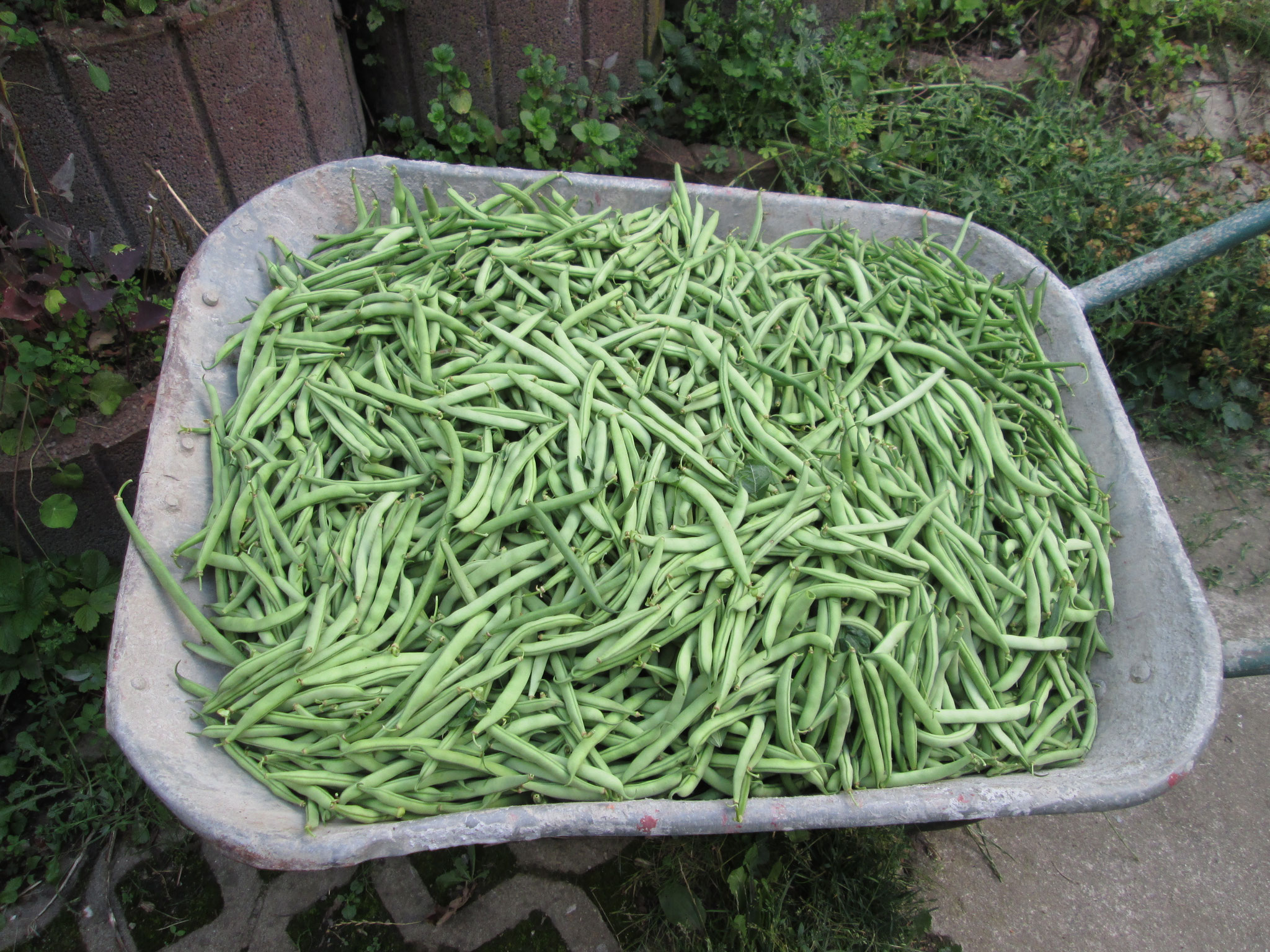 Carolas Naturgarten - Carola's Kräuter- und Naturgarten