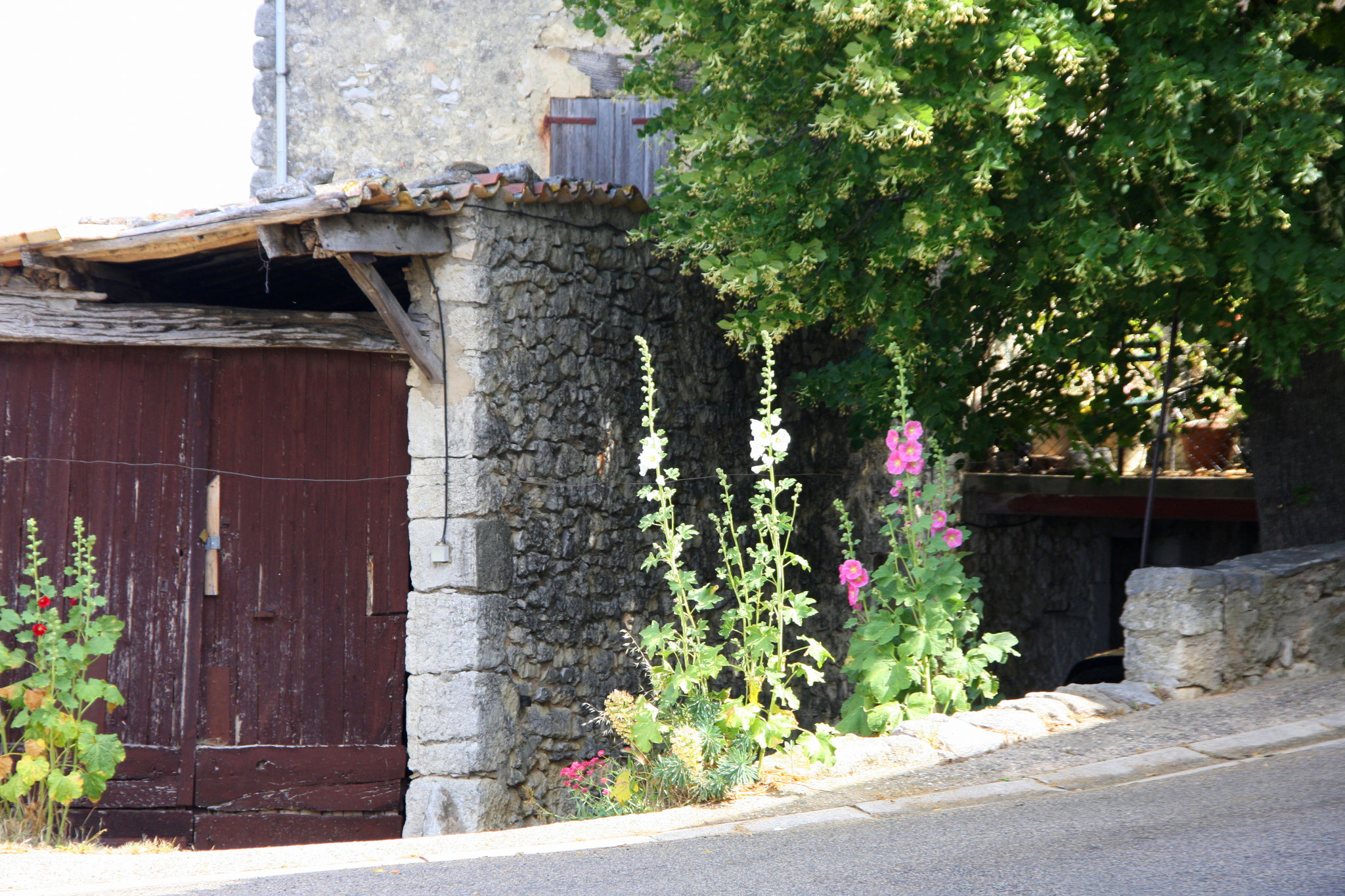 Bild: Aurel am Mont Ventoux