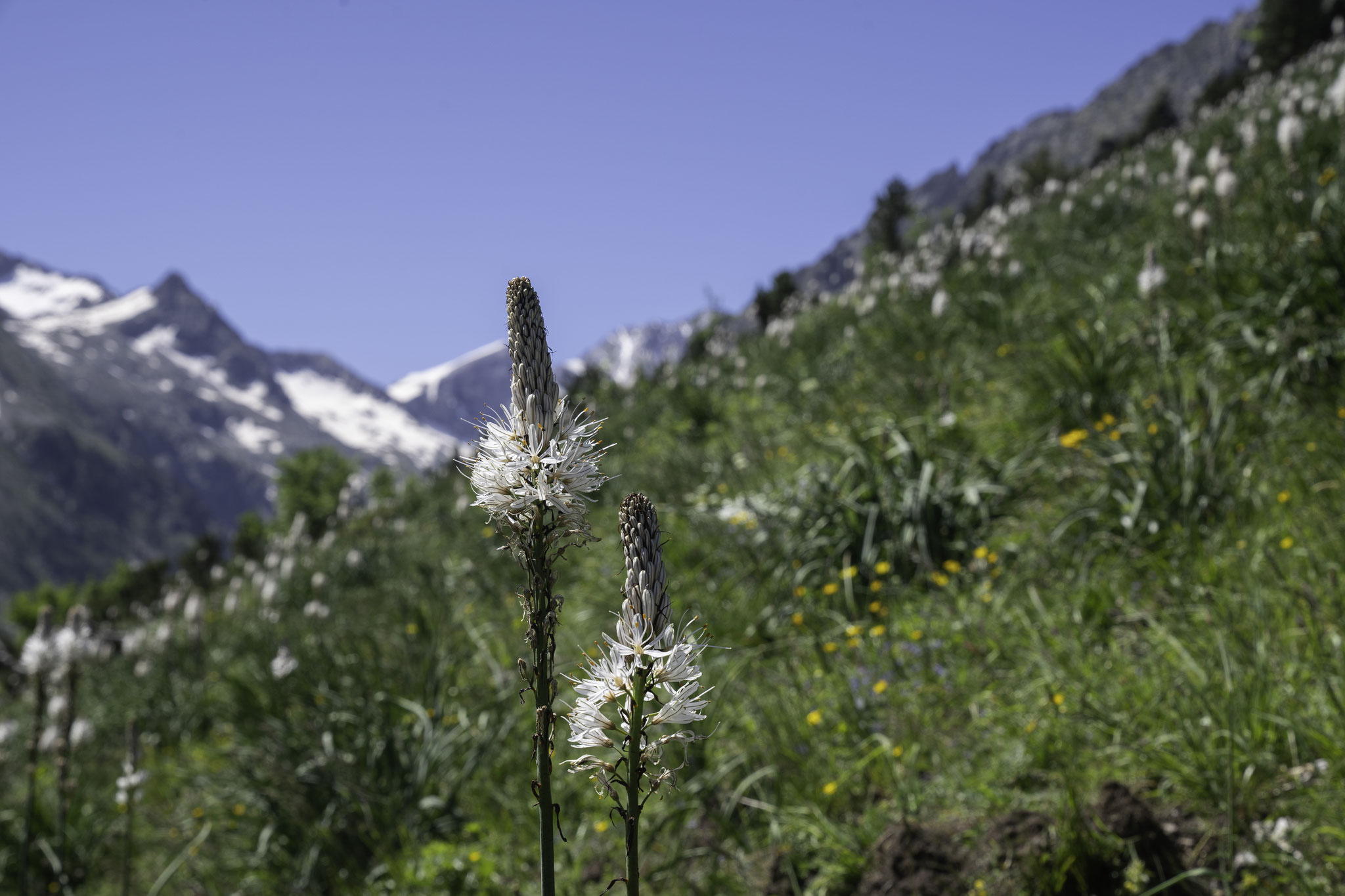 Auf dem Weg zum Lac de Gaube