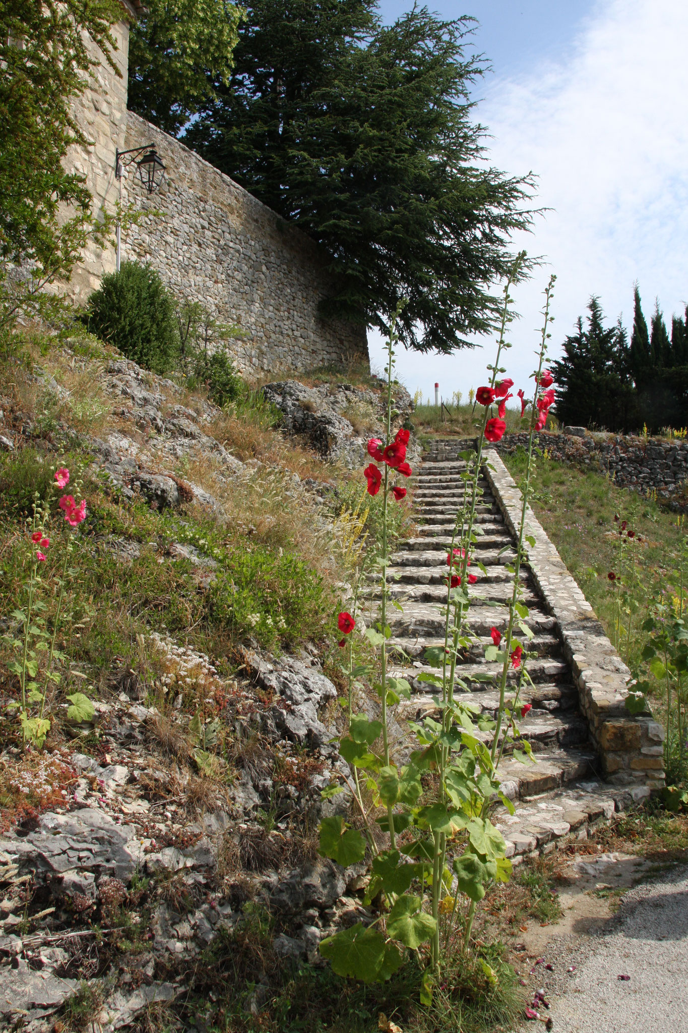 Bild: Aurel am Mont Ventoux