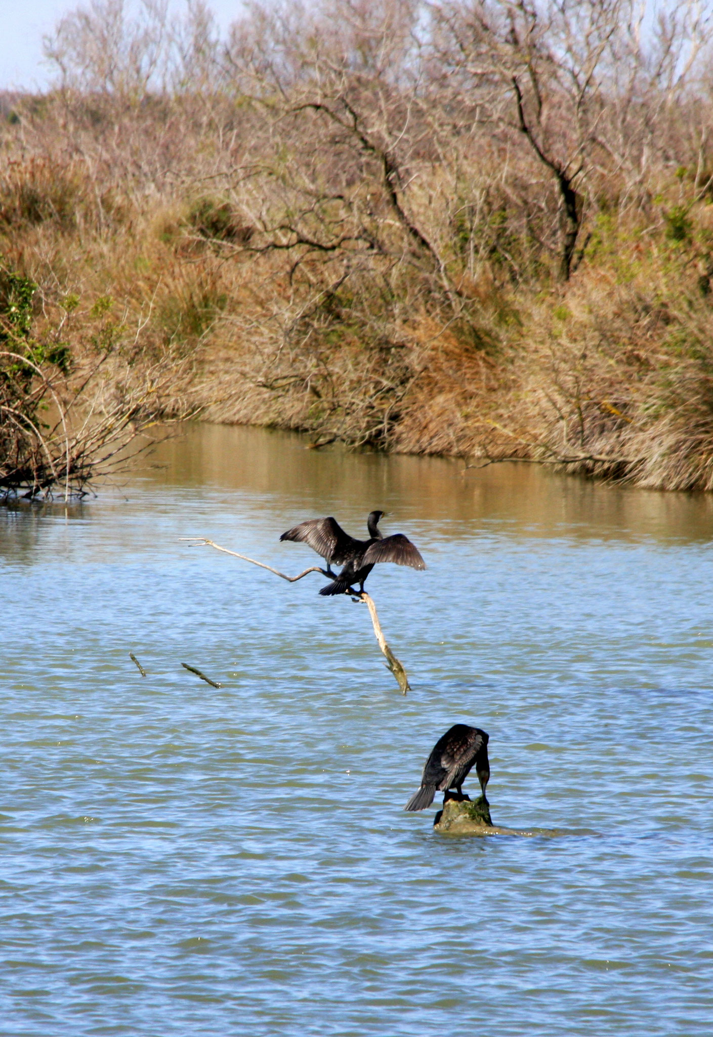 Bild: Fahrt mit der TIKI III bei Saintes-Maries-de-la-Mer, Camargue