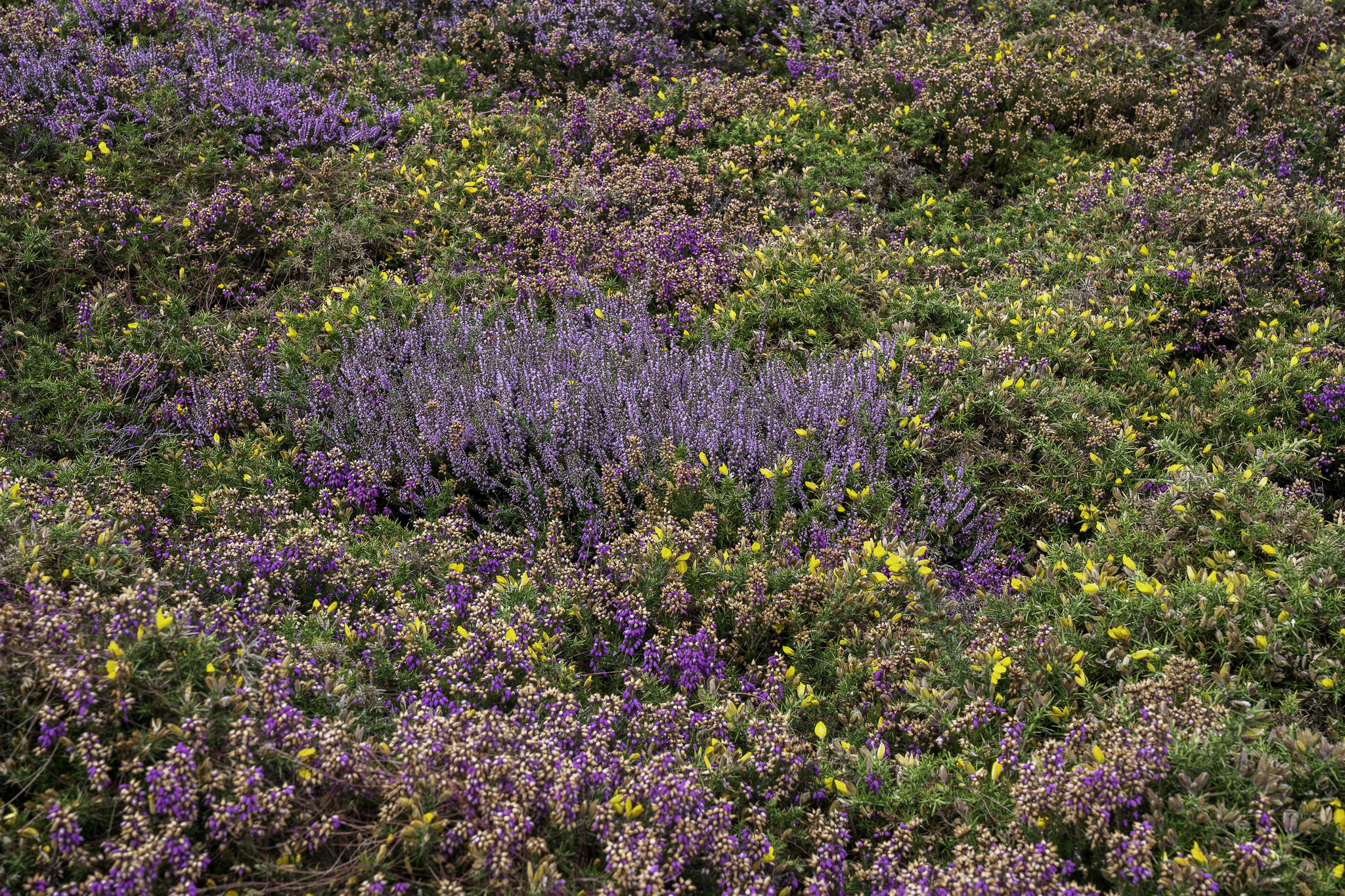 Bild: Blüte am Cap Fréhel - Bretagne