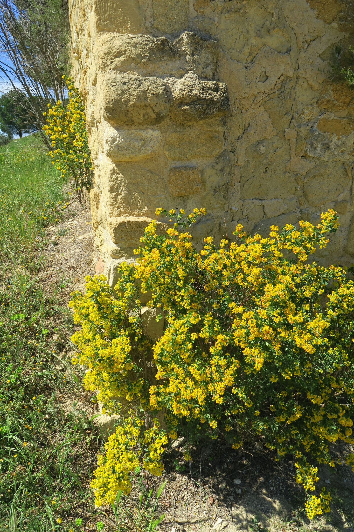 Bild: Burgruine Cadenet, in der Provence