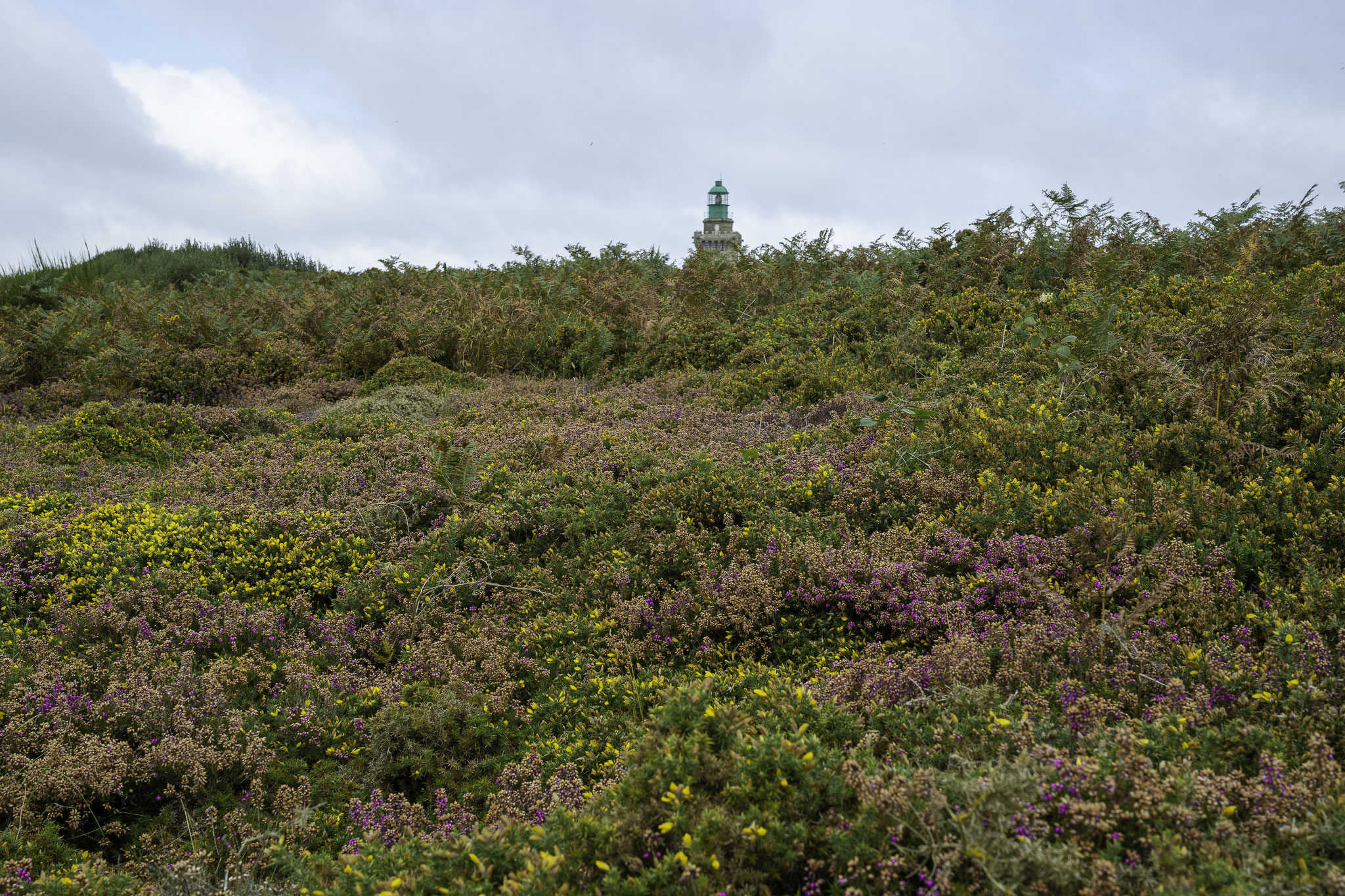 Bild: Blüte am Cap Fréhel - Bretagne 