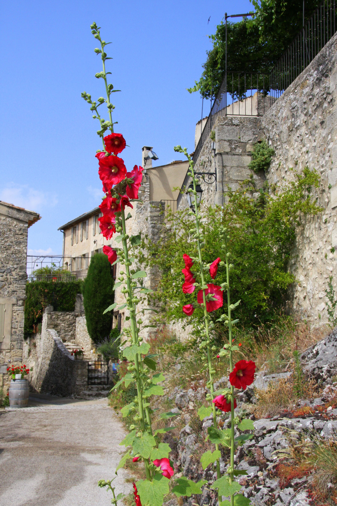 Bild: Aurel am Mont Ventoux