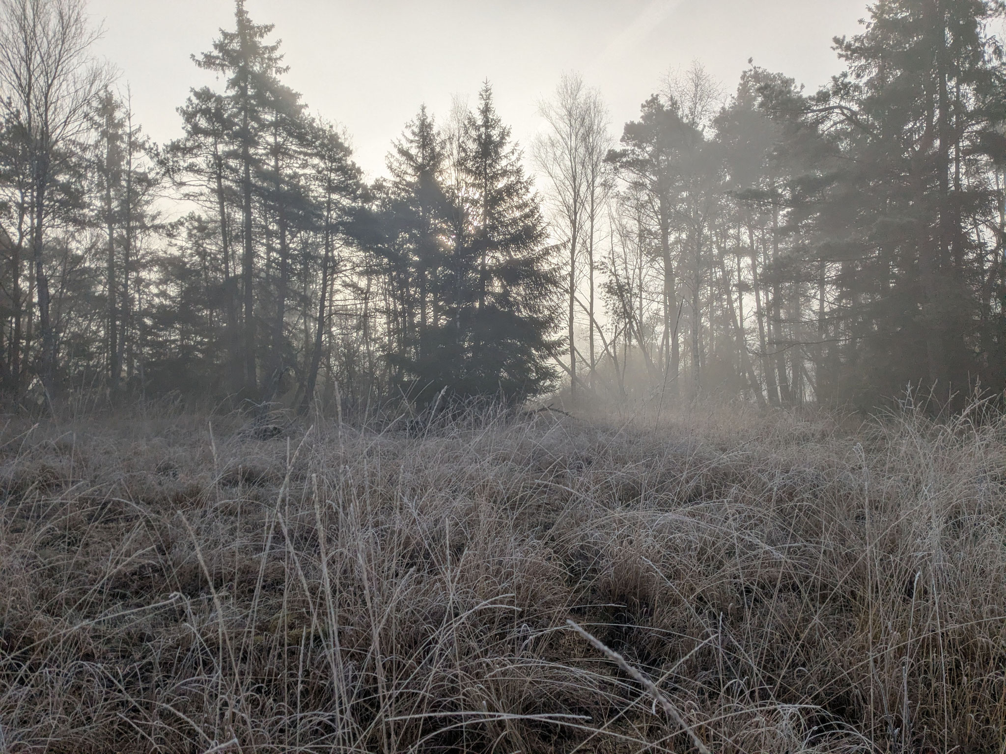 Mystische Moorlandschaft erhalten (Bild: NABU/Maike Notter)