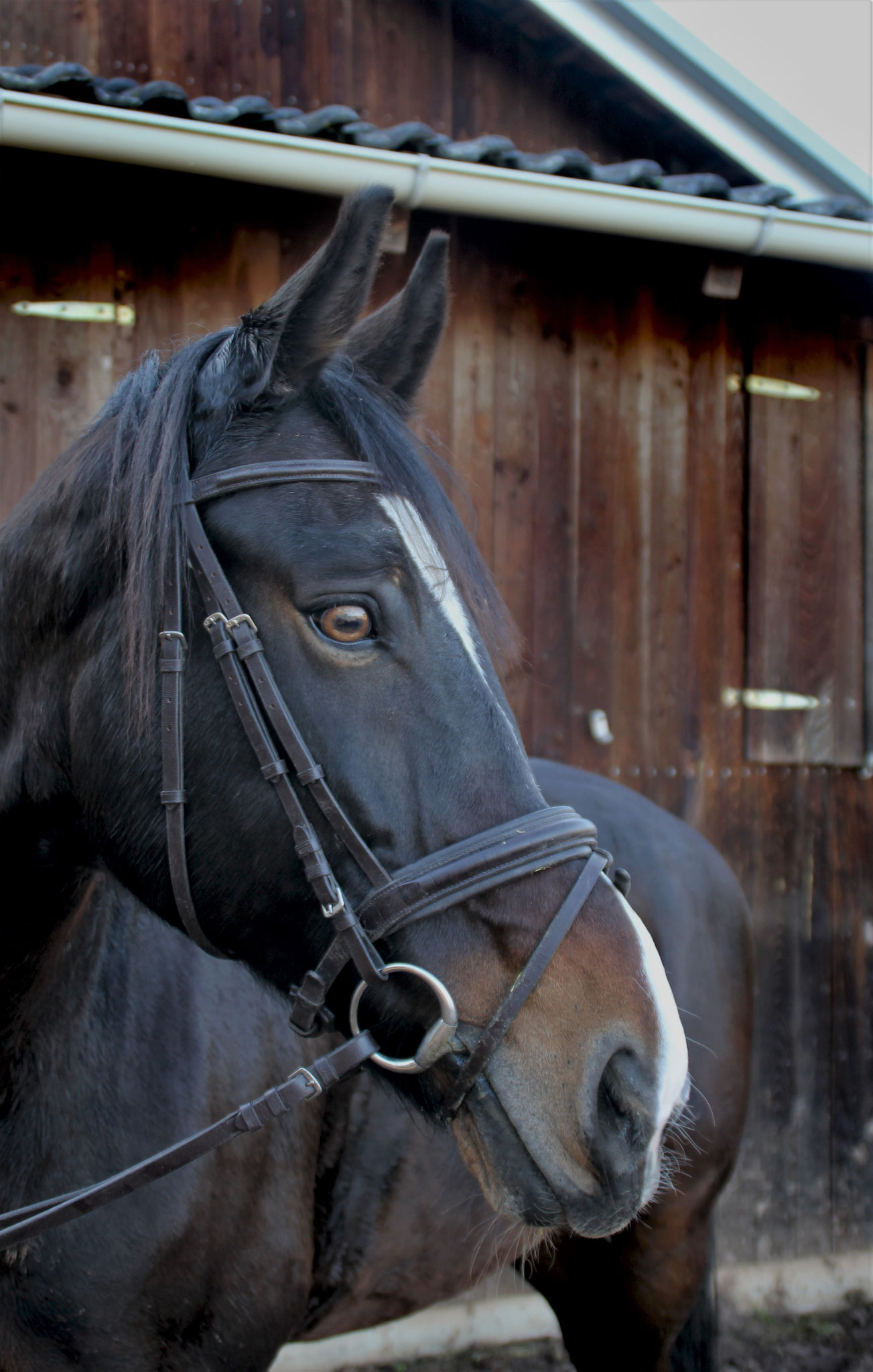 Ergon, geb. 2004, 166 cm. Ein Pferd mit Chefposten, der im Gelände sehr gemütlich ist und aussergewöhnlich tolle Augen hat.