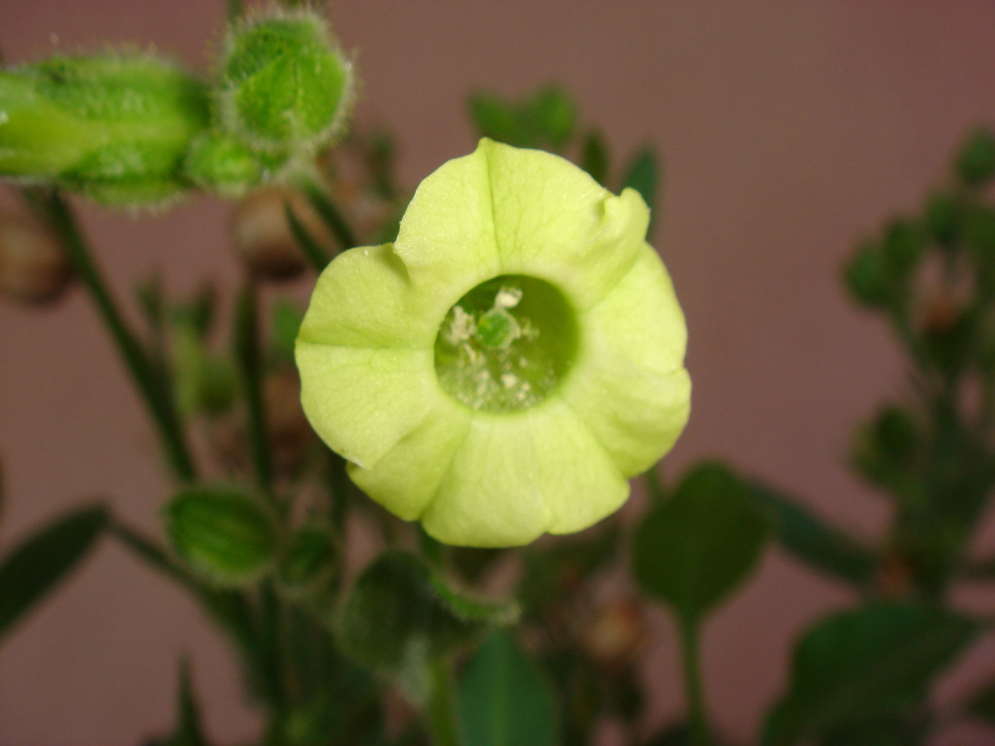 Nicotiana rustica (Bauerntabak)