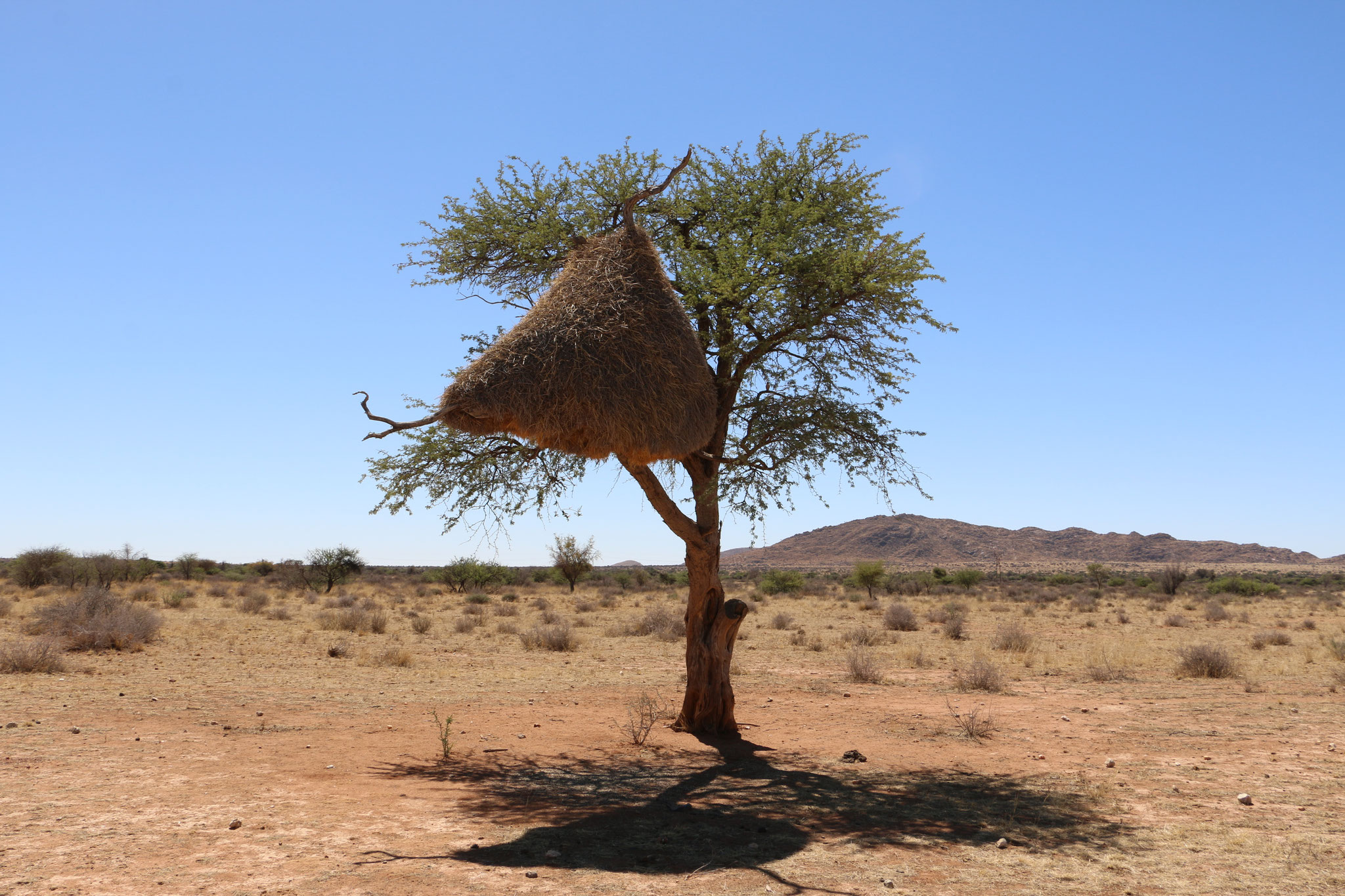 Namibia - Webervogelnest