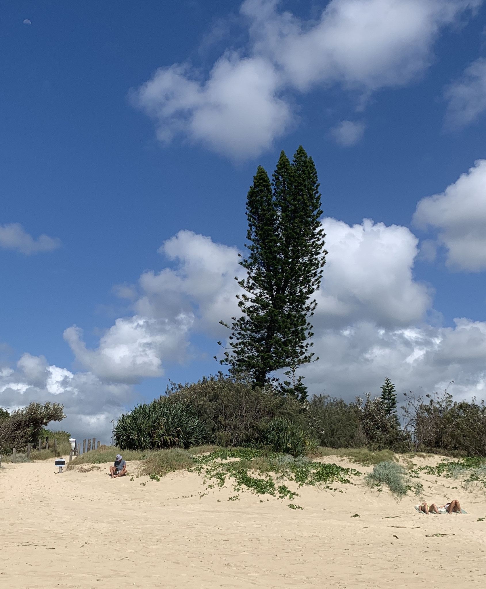 Caravan Park Line-up tree
