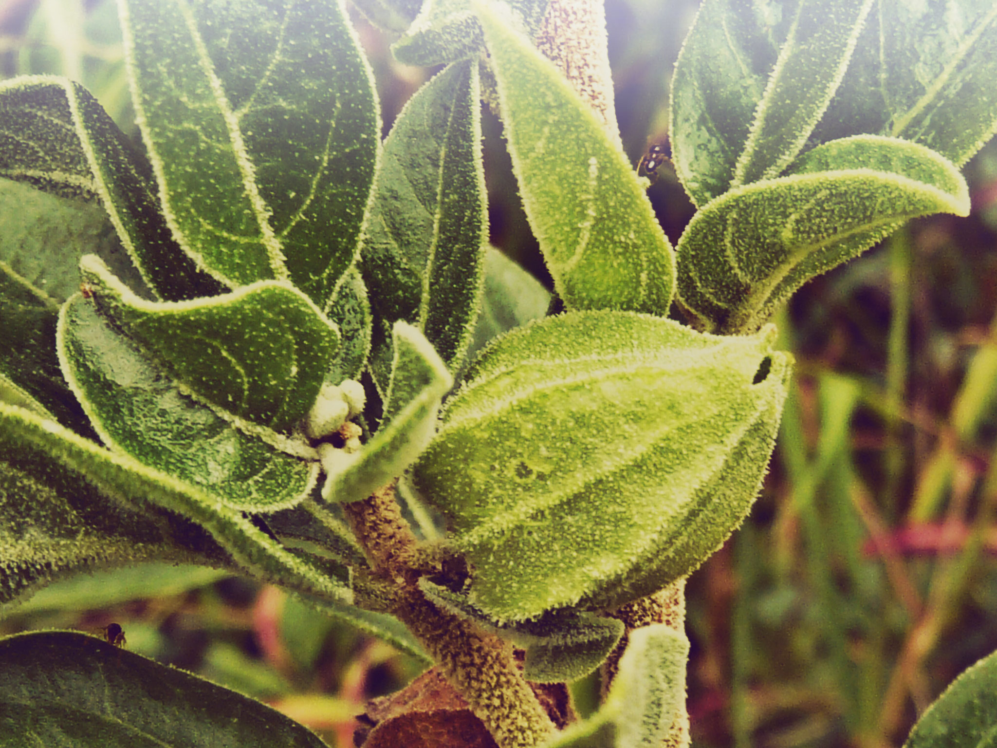 Ashwagandha Beere vor der Öffnung