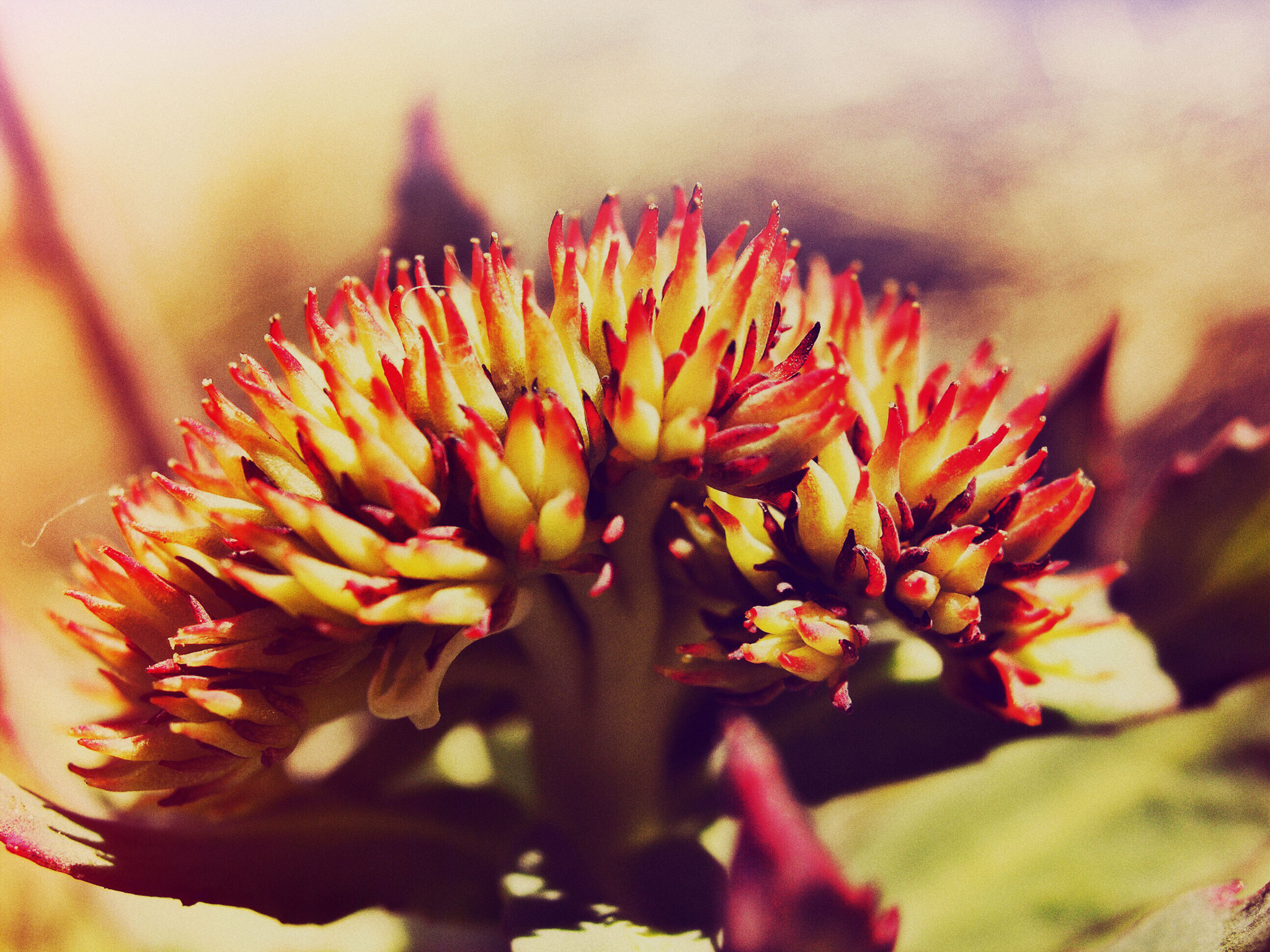 Rhodiola Rosea in voller Blüte